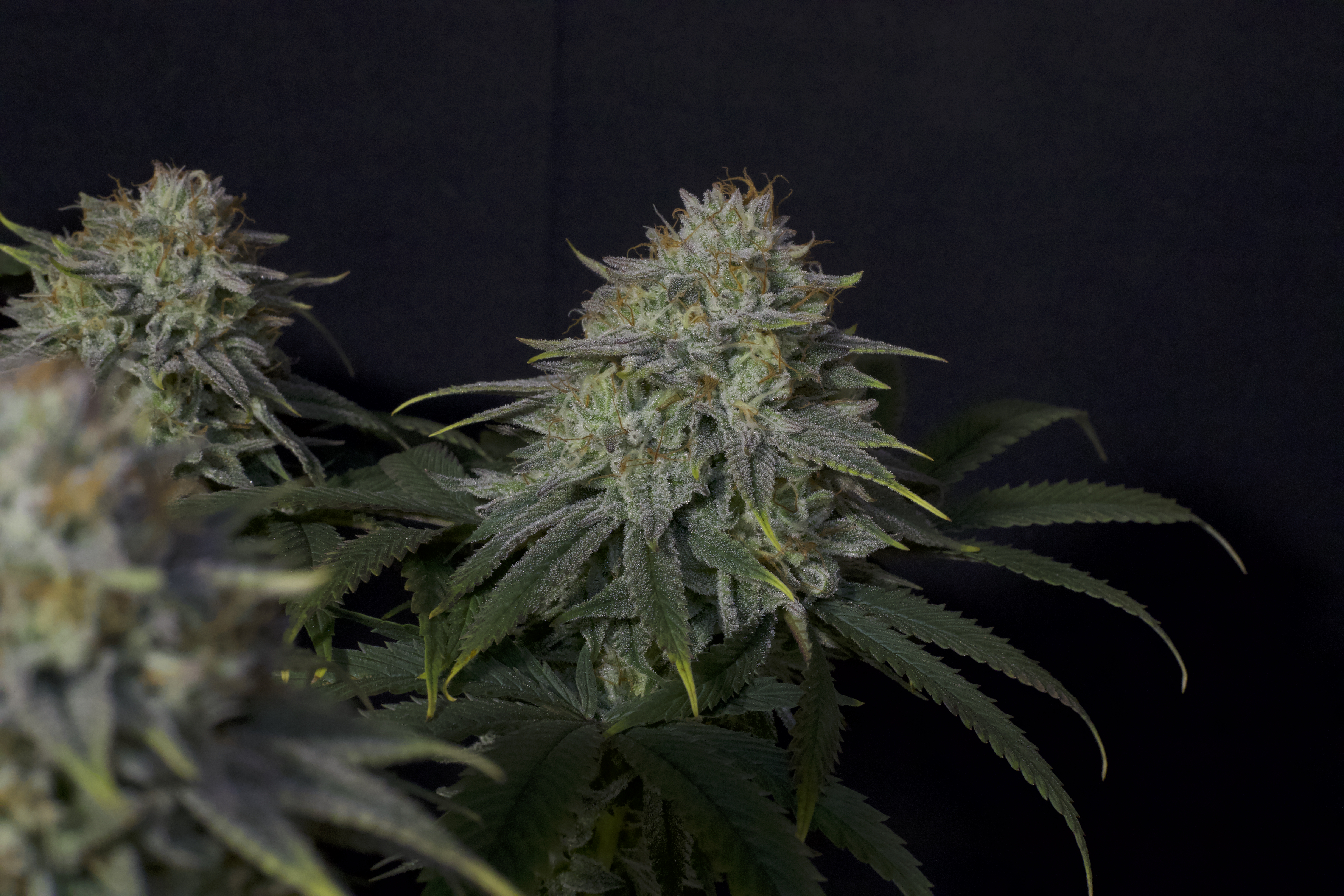 Gorilla Cookies FF