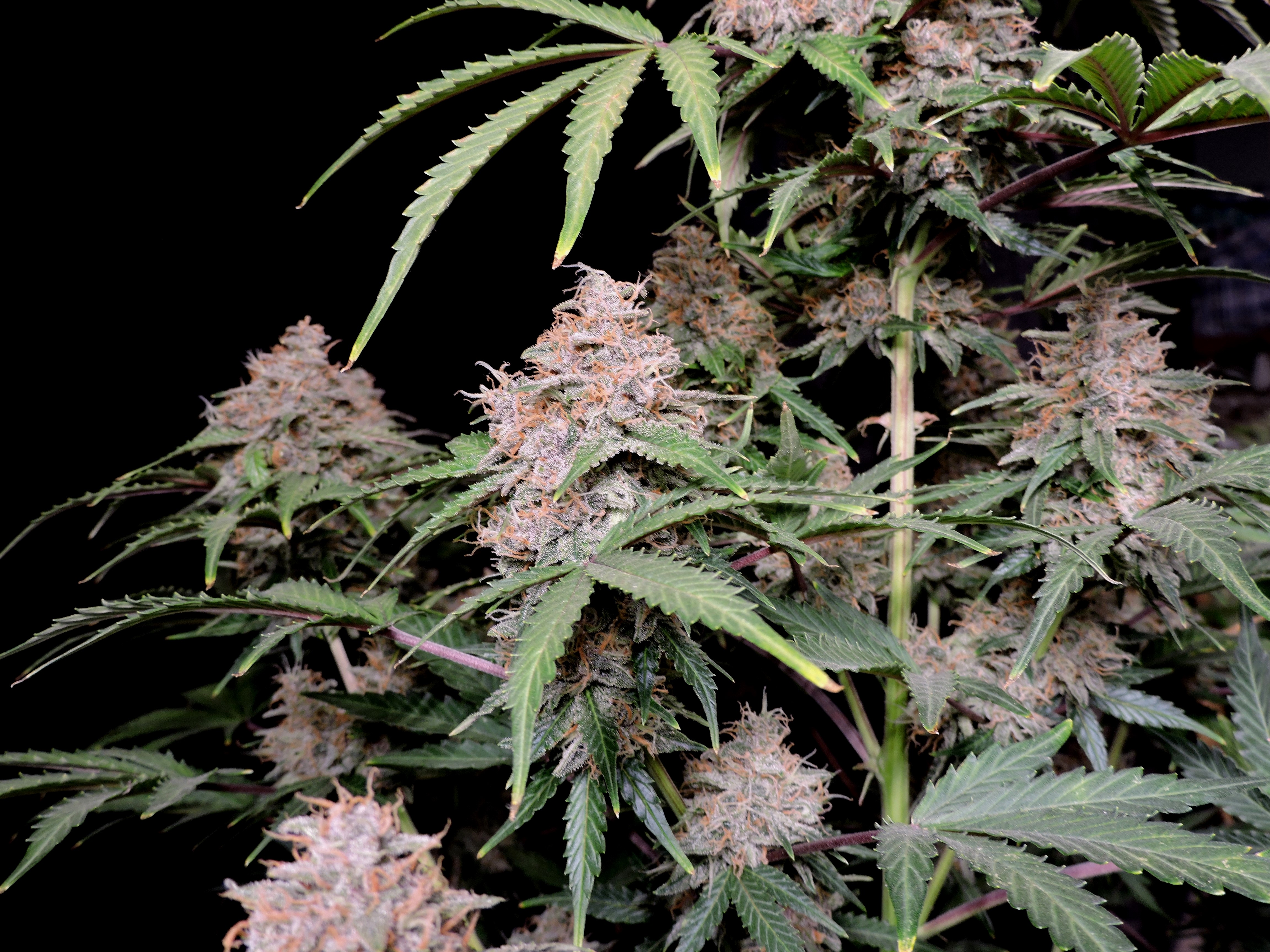 Amnesia Z Auto