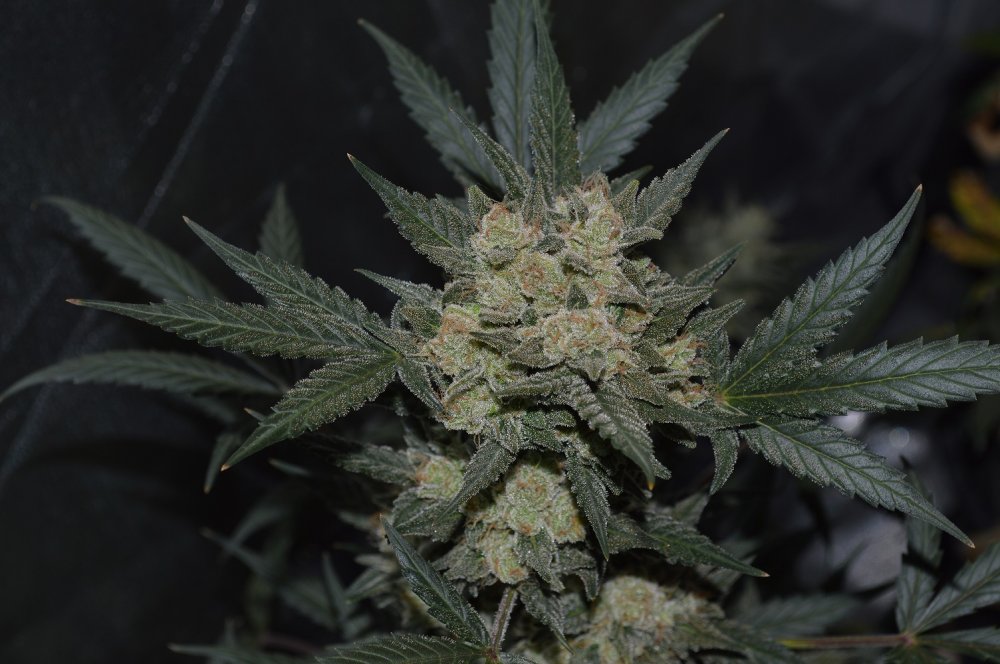 Girl Scout Cookies