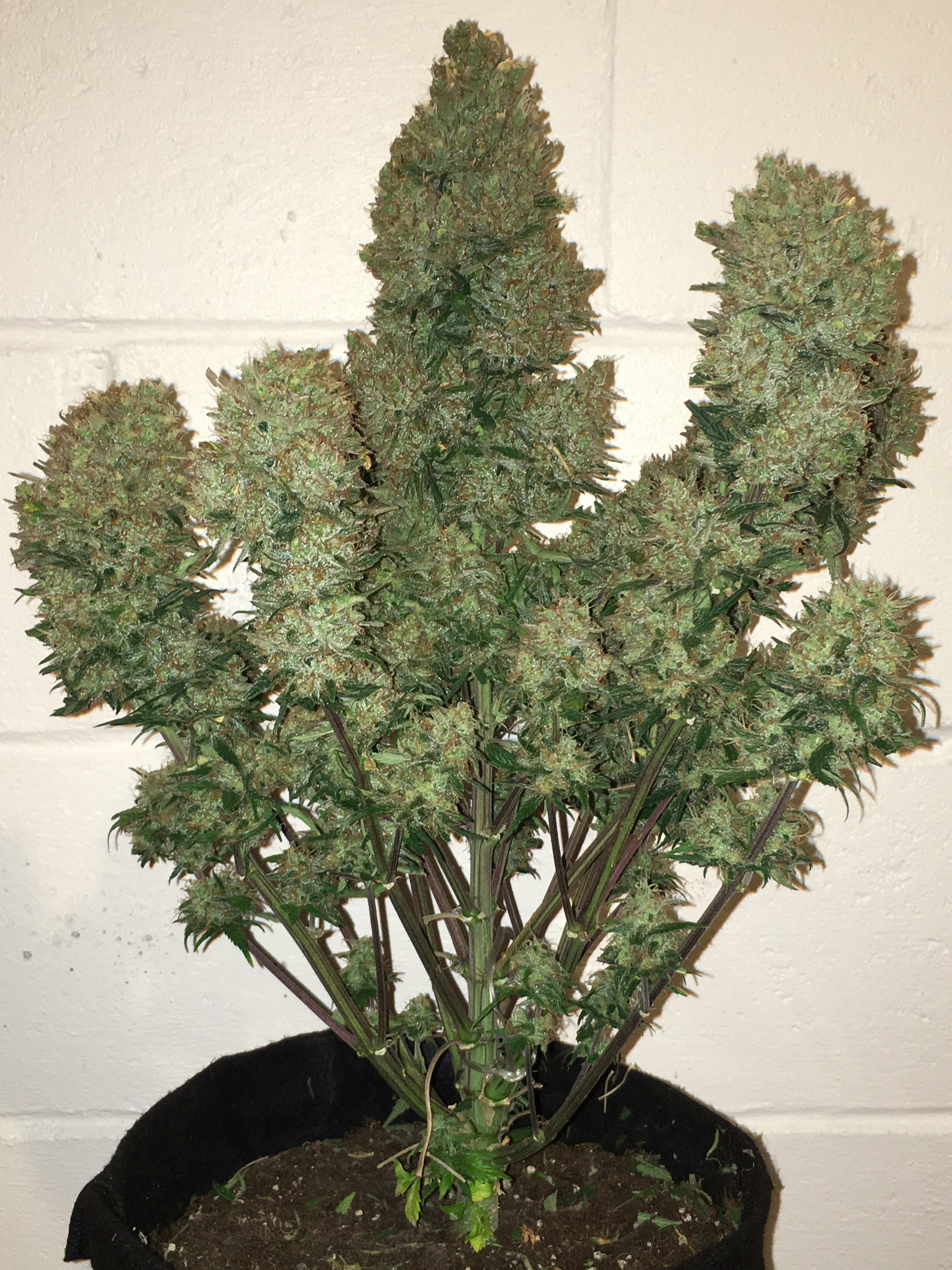 West Coast O.G.