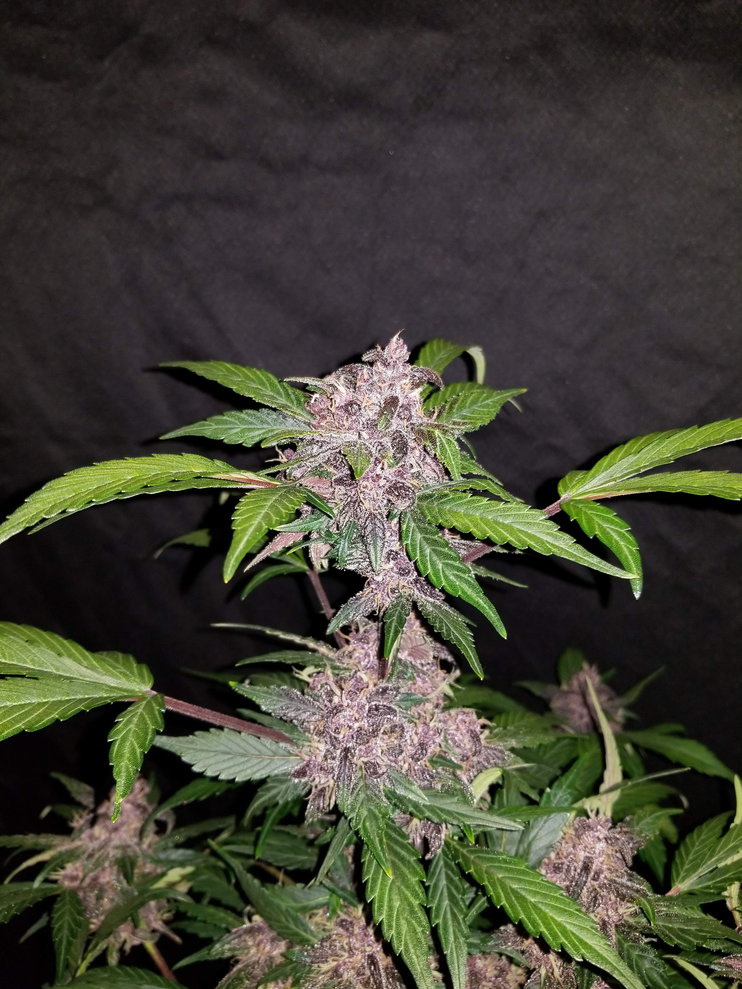Crystal METH