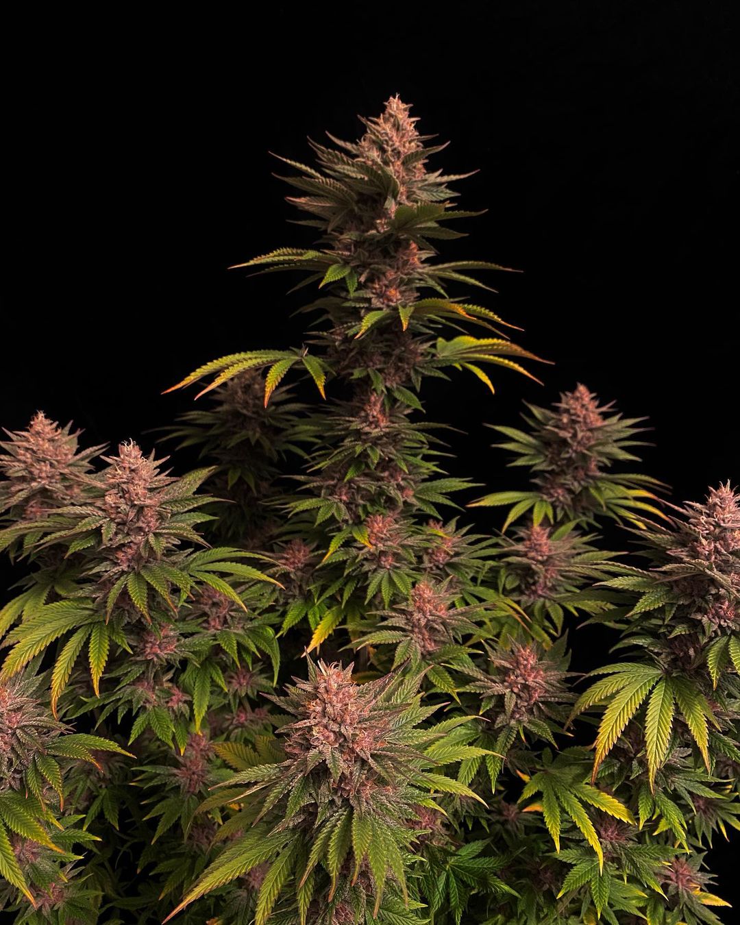 Purple Lemonade FF