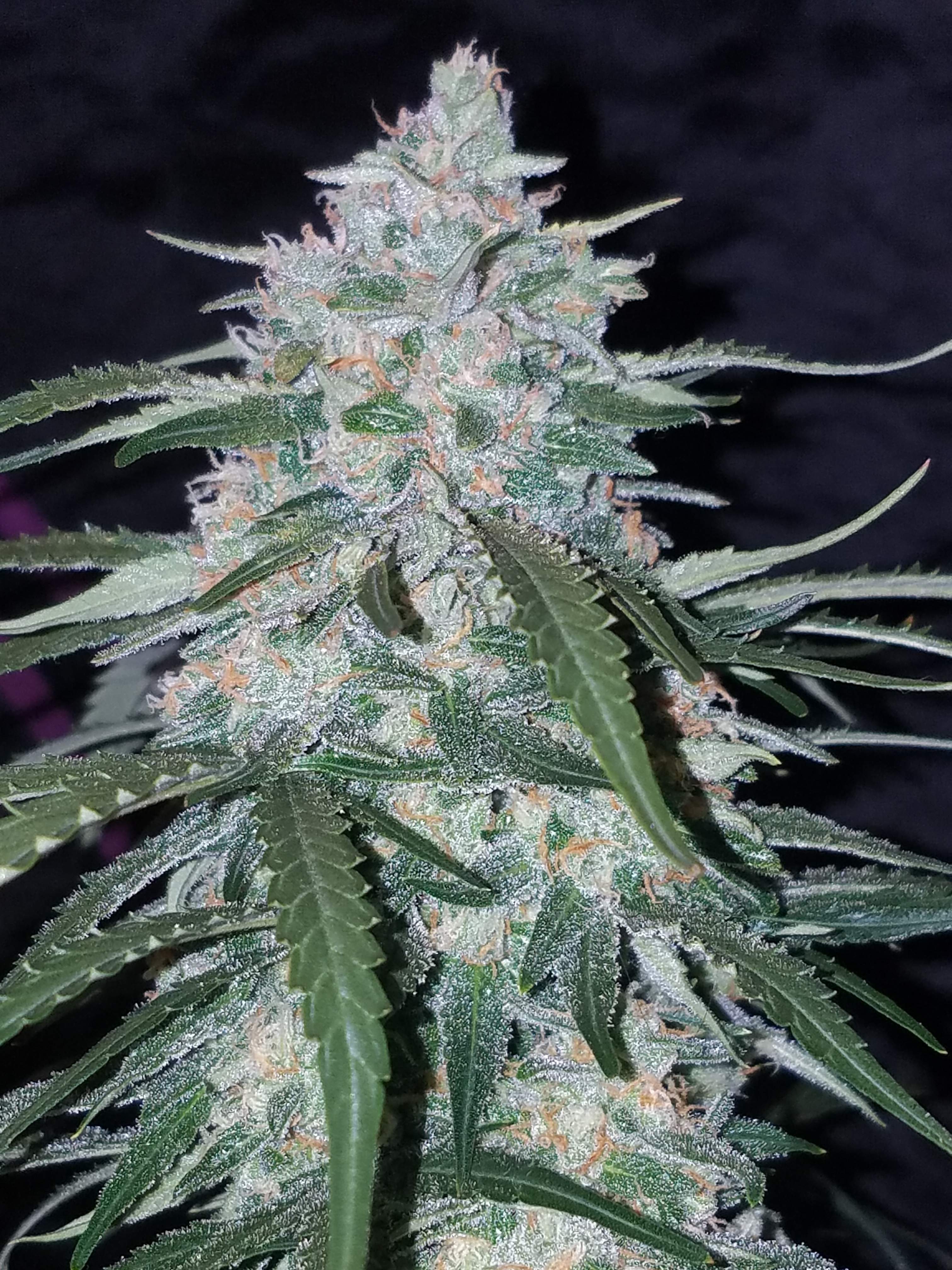 Pineapple Express