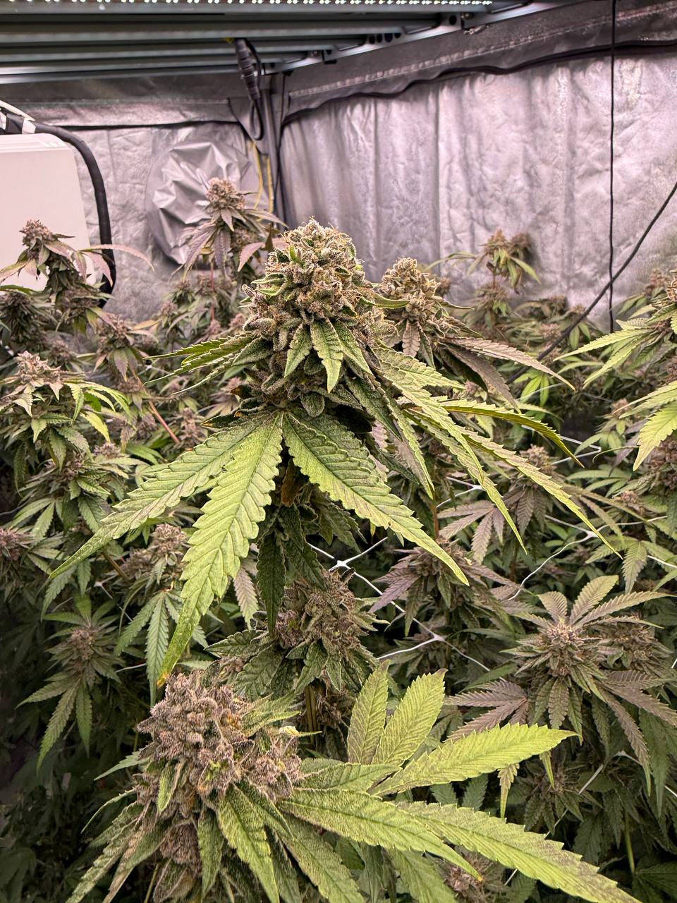 Biscotti Gelato