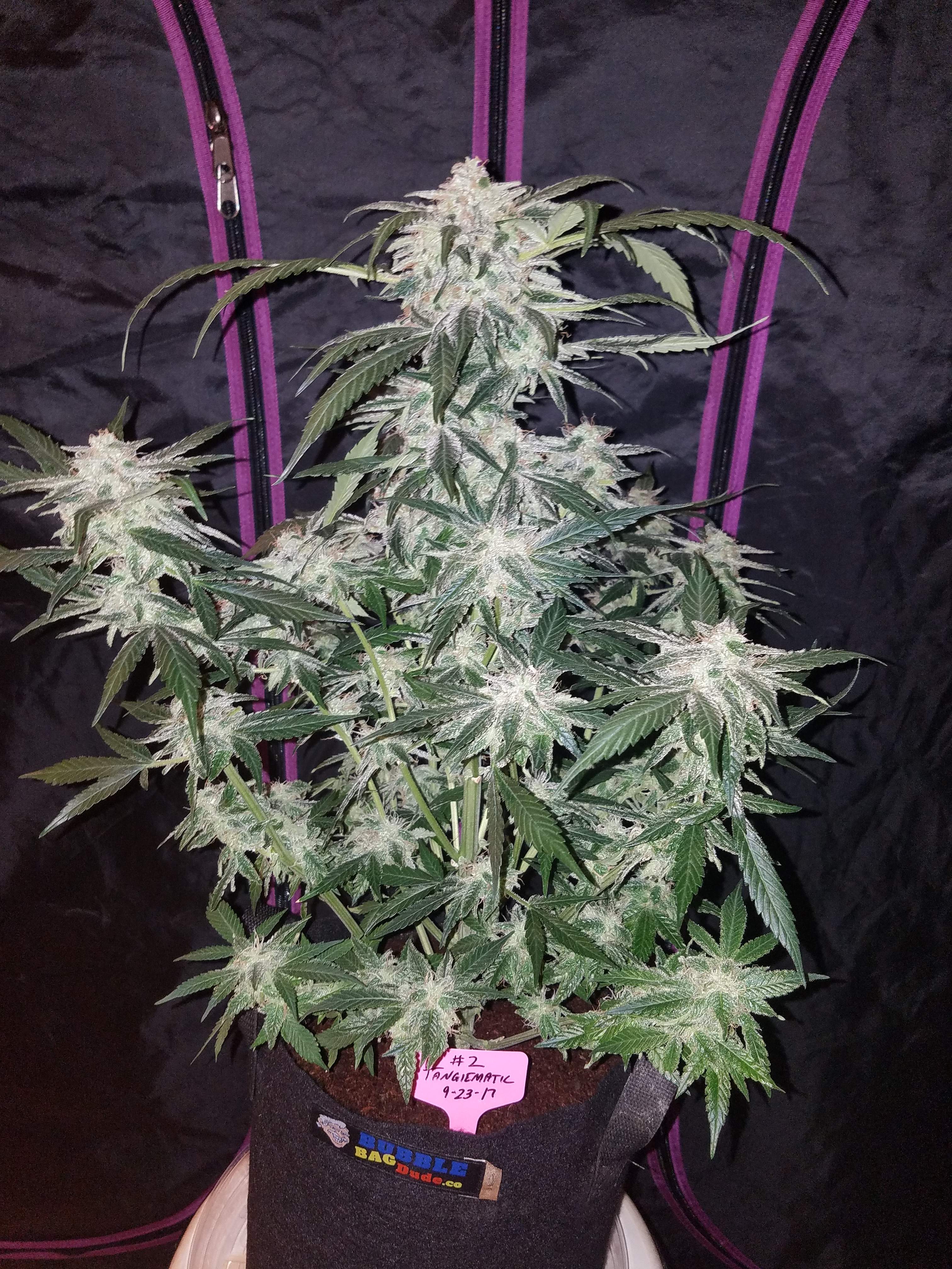 Tangie Matic