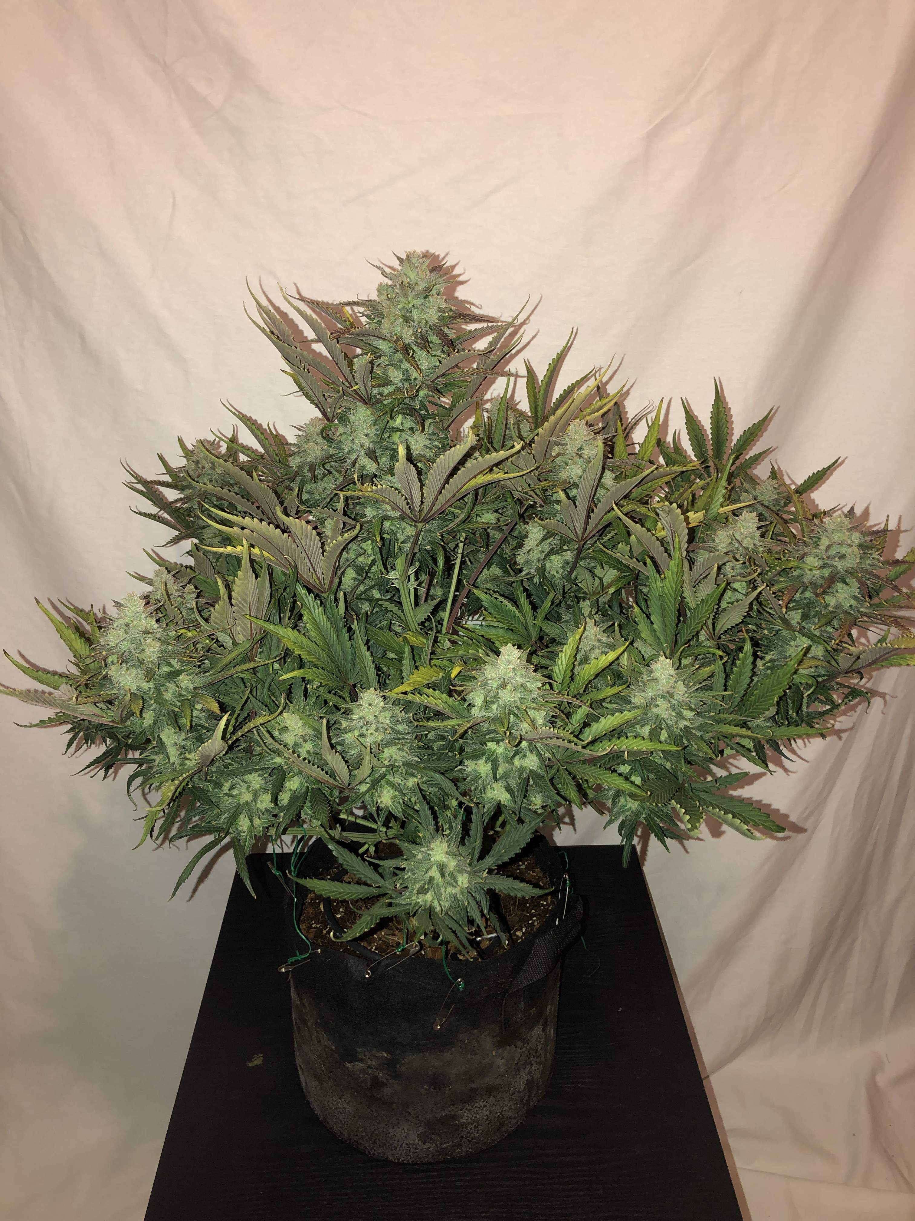 Gorilla Glue