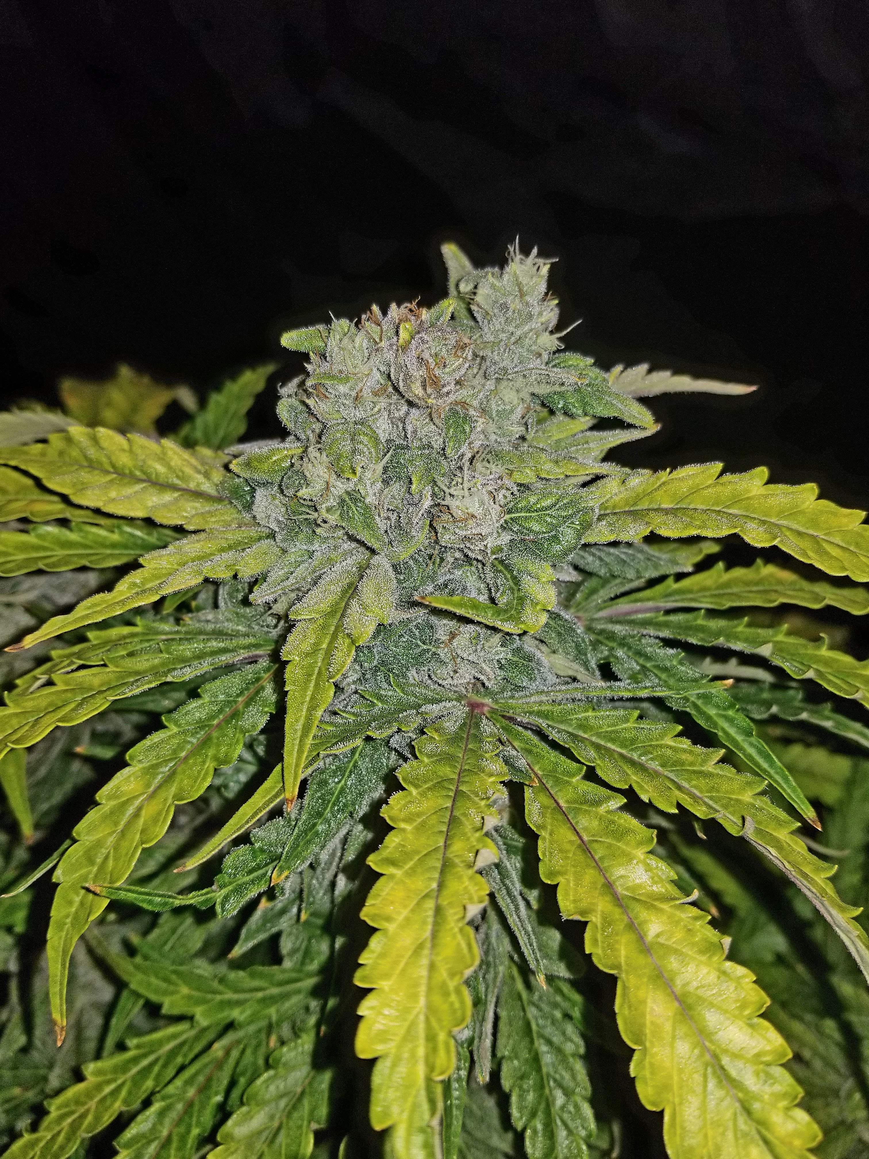 CBD Crack