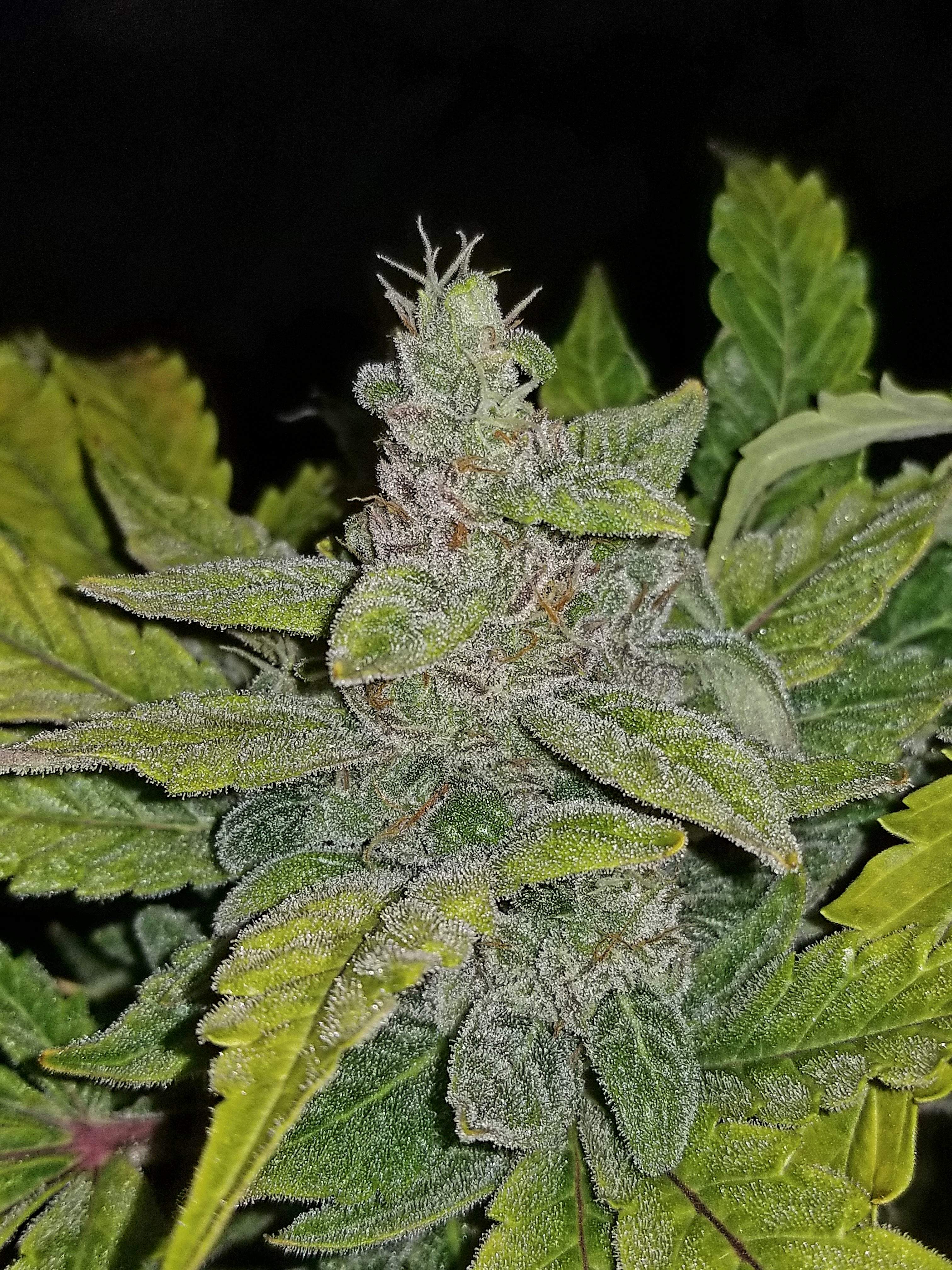 CBD Crack