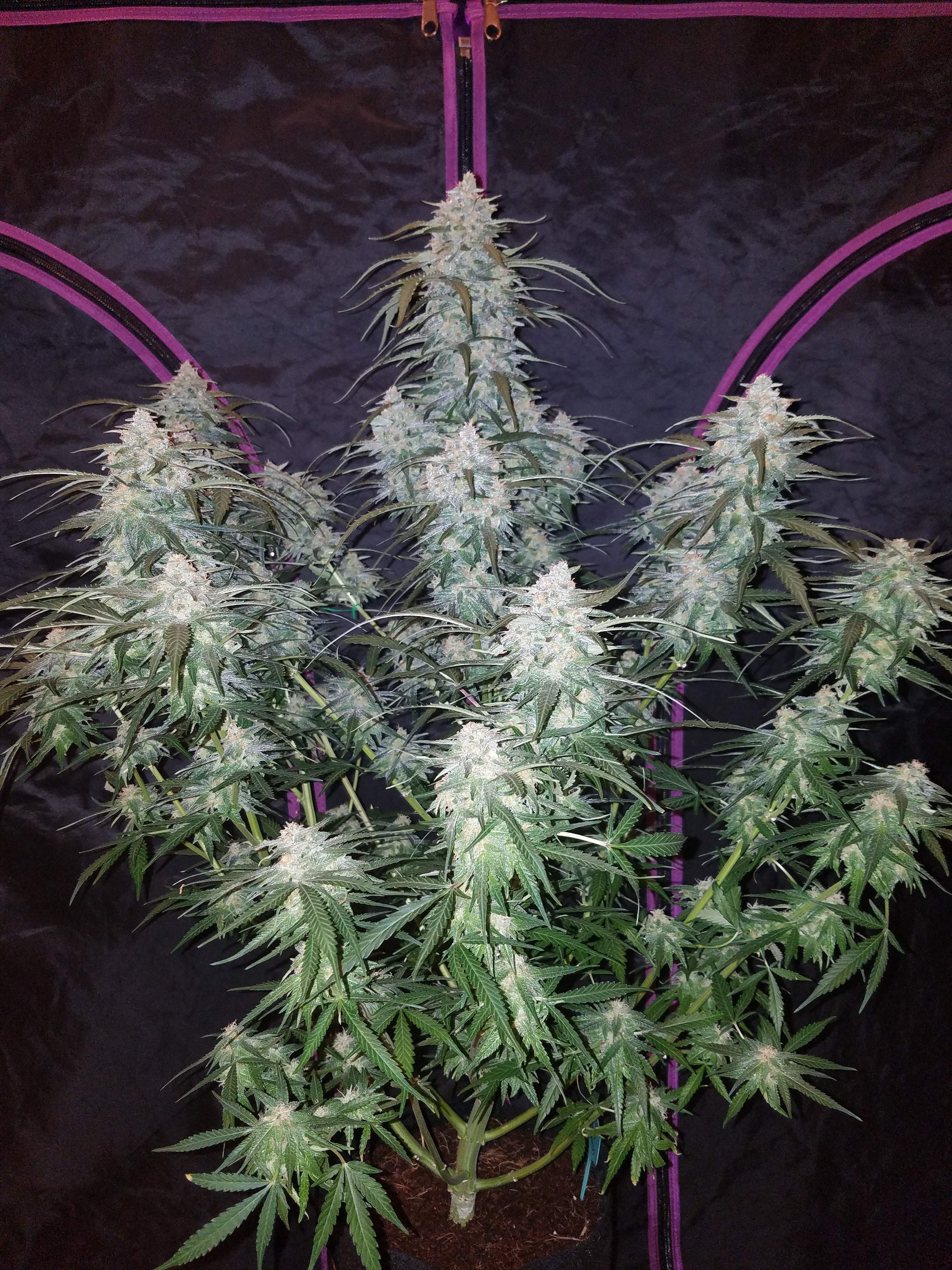 Pineapple Express