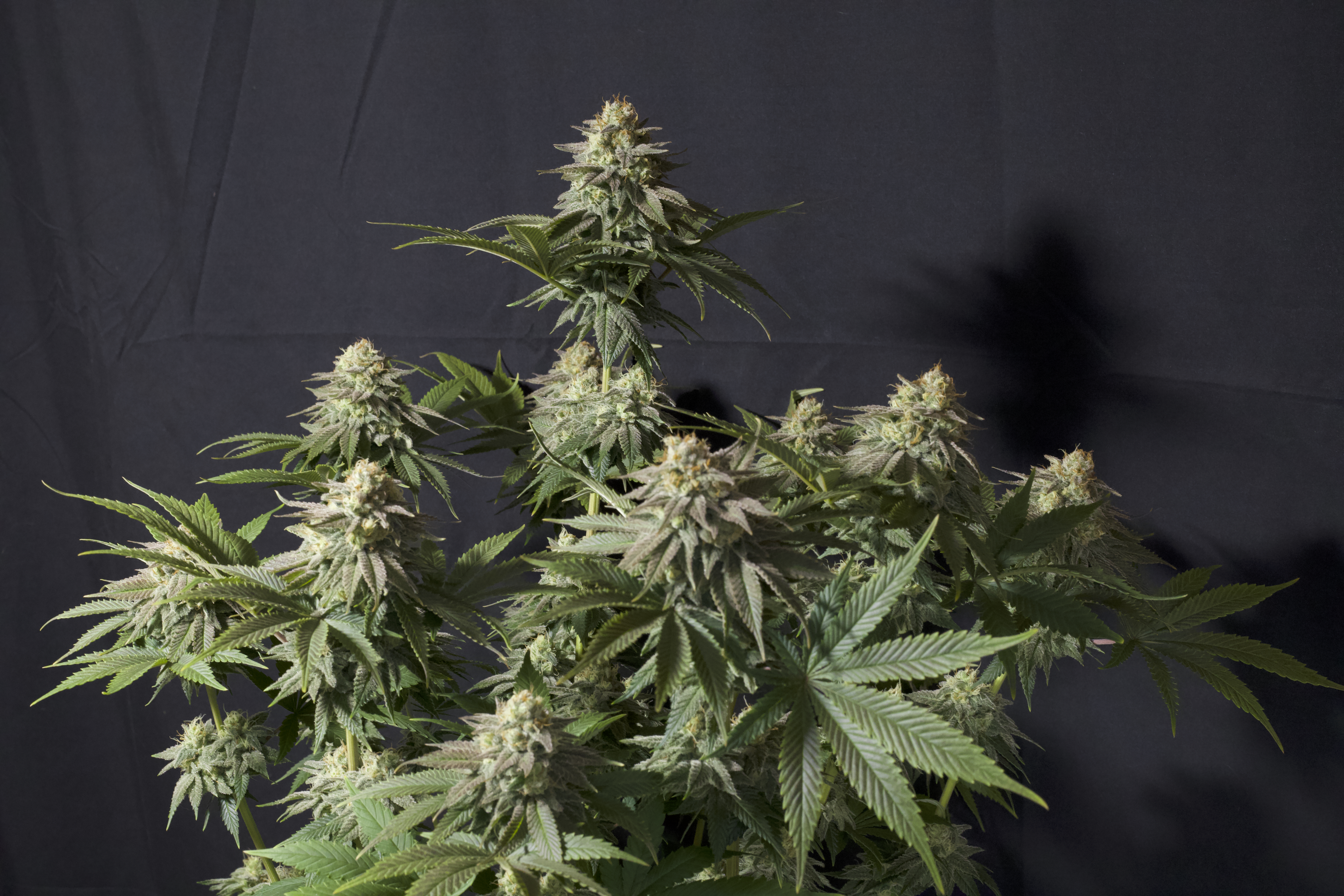 Orange Sherbet FF