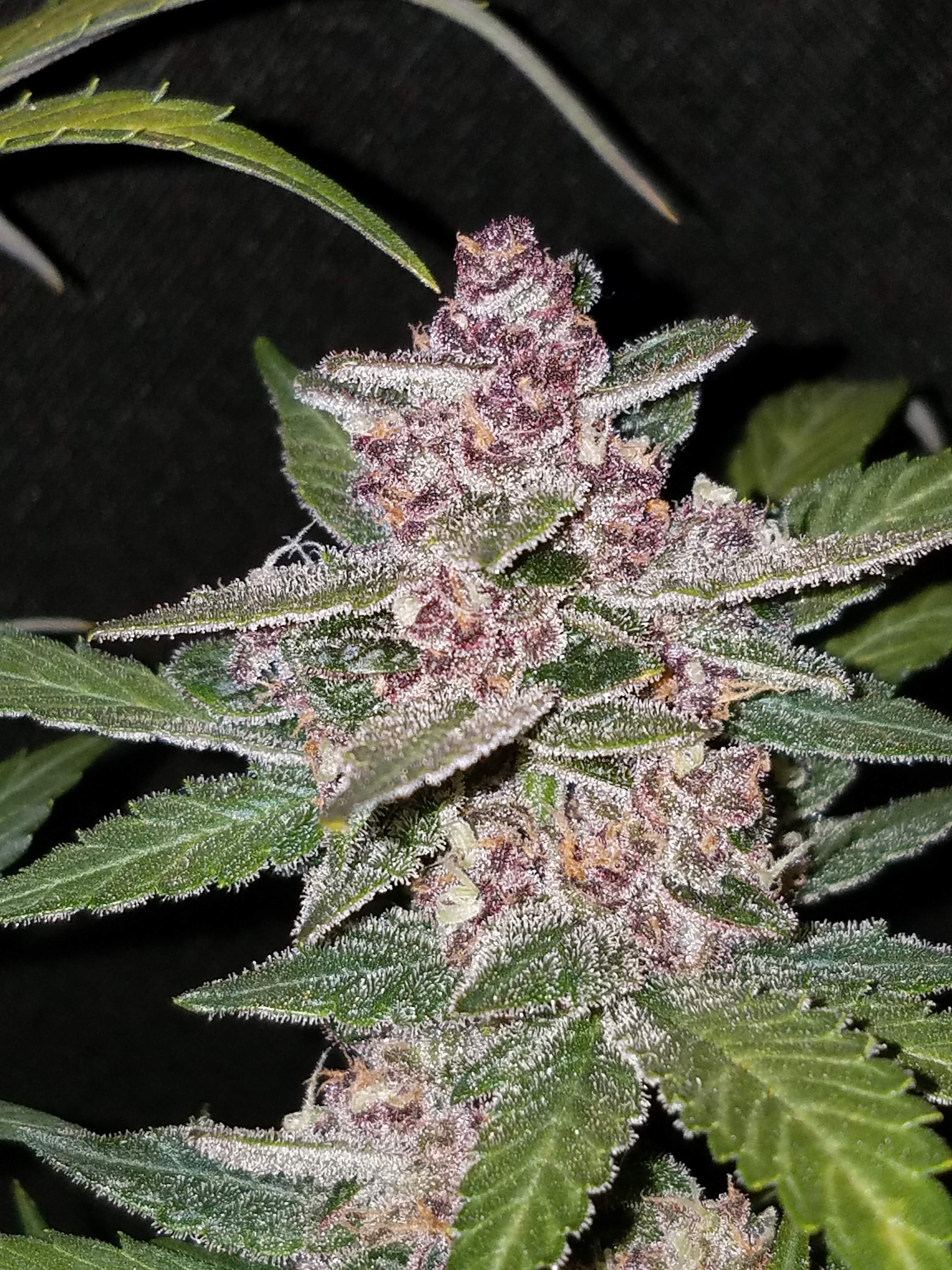 Blackberry