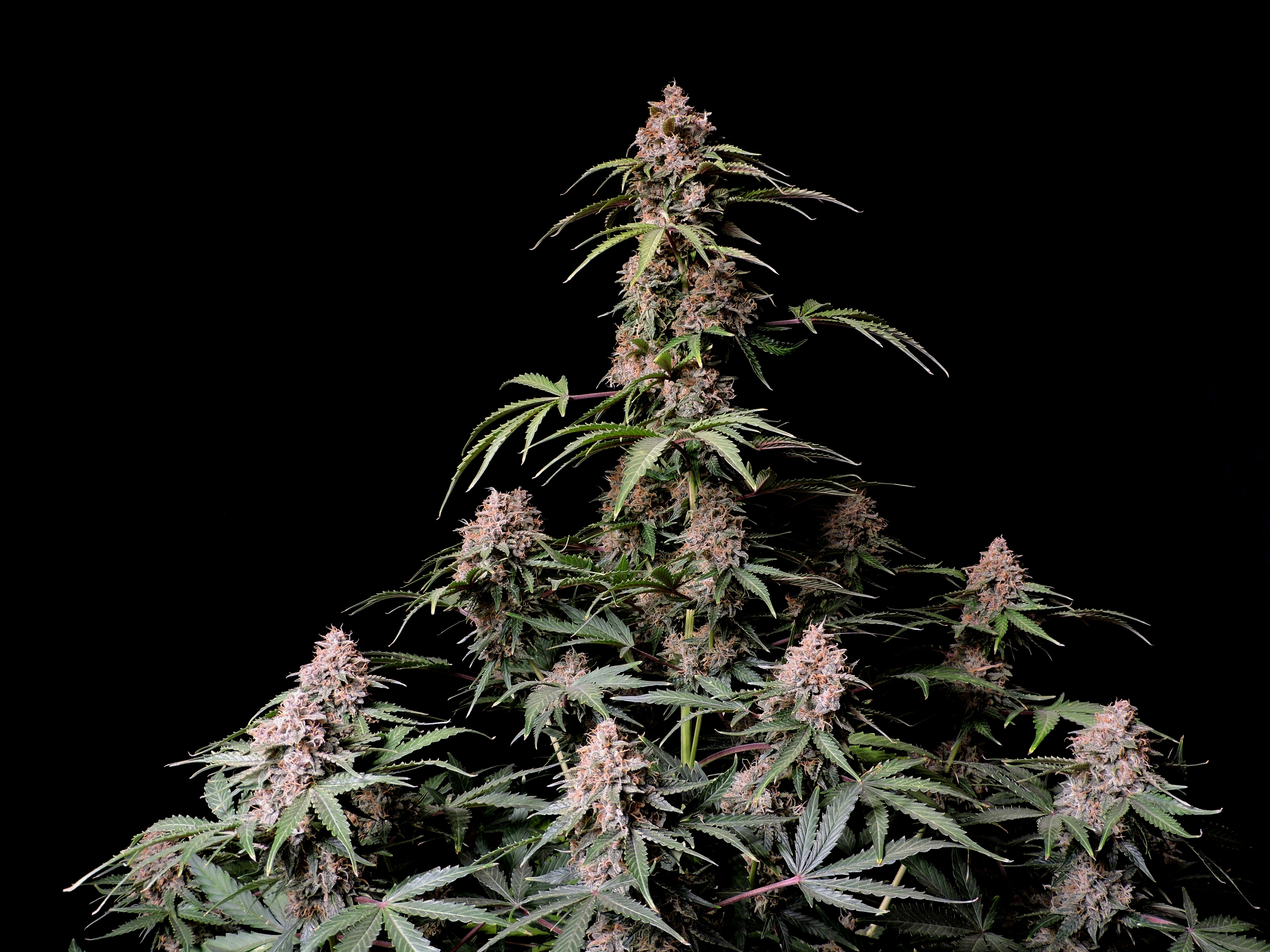 Amnesia Z Auto