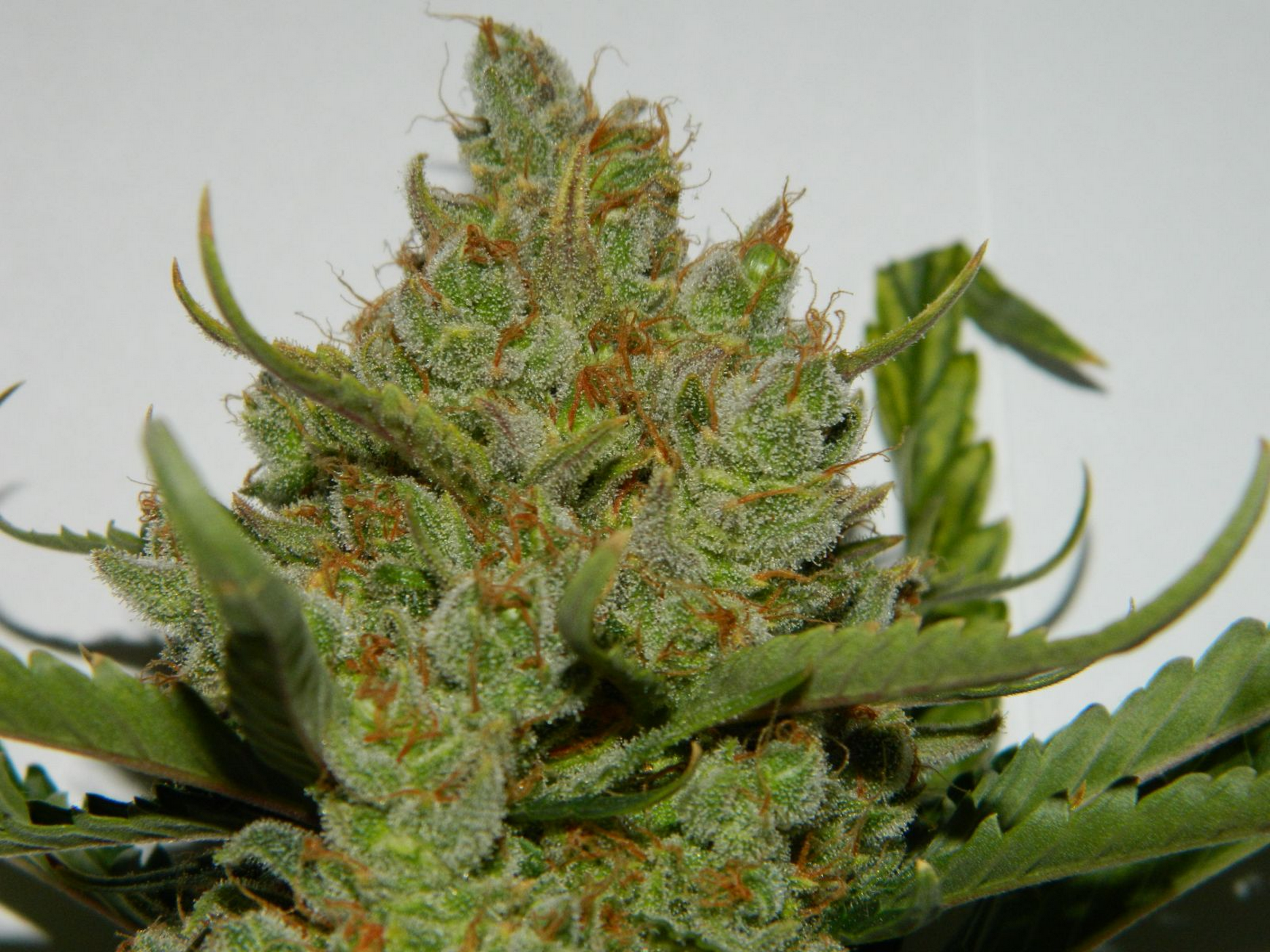 Green Crack