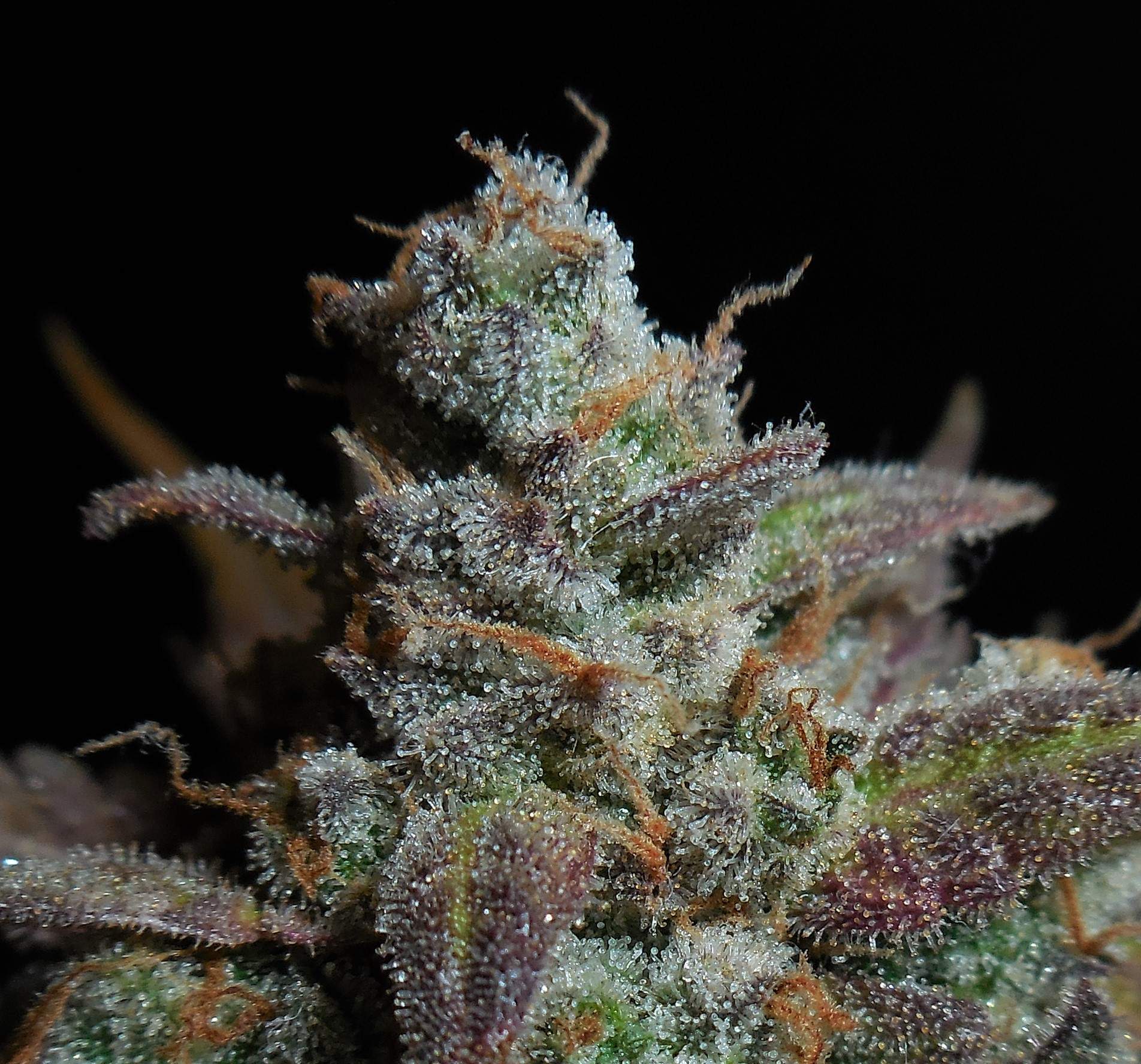 Lemon AK