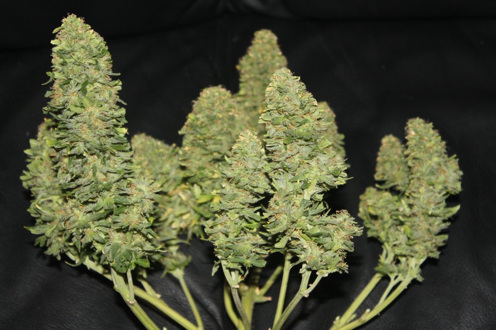 West Coast O.G.