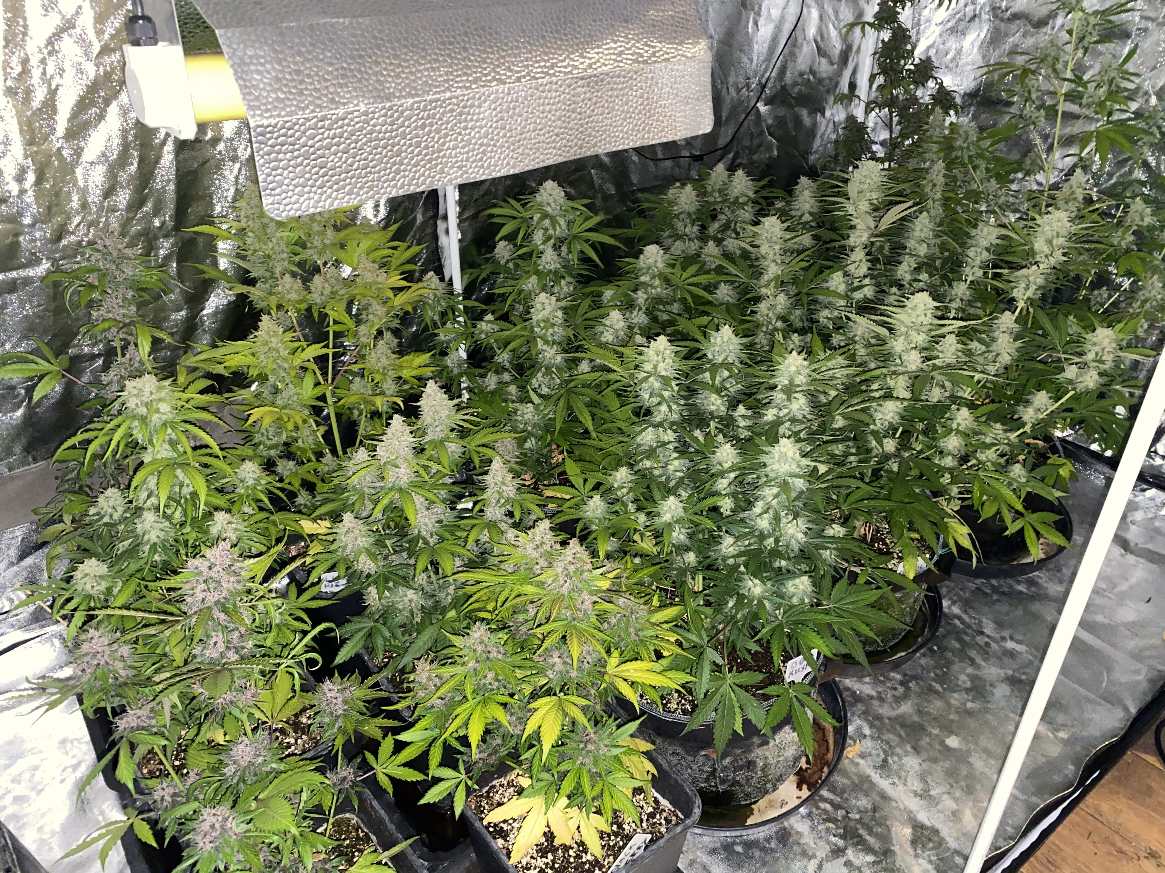Mix pack auto