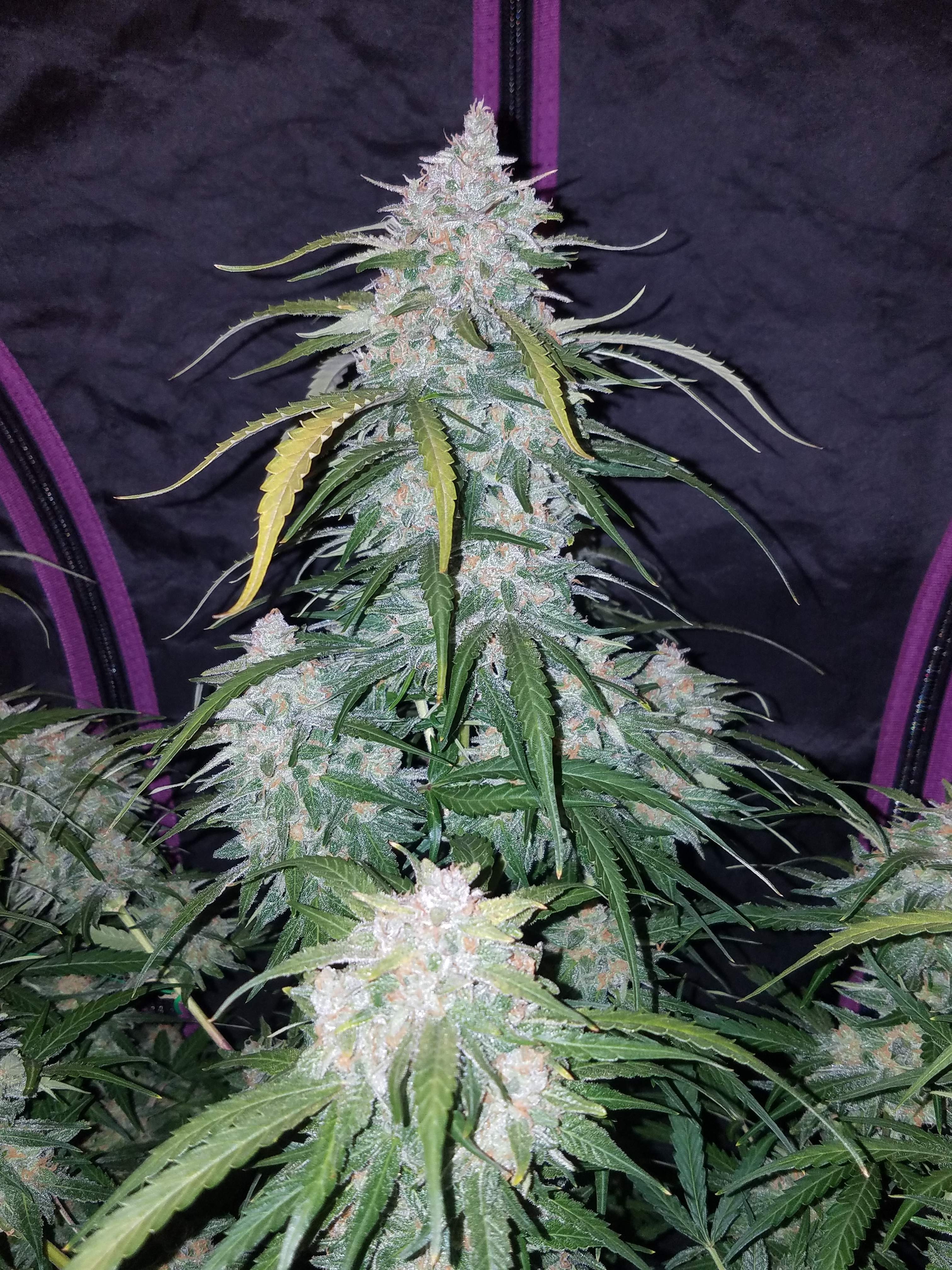 Pineapple Express