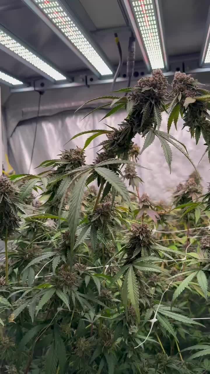 Biscotti Gelato