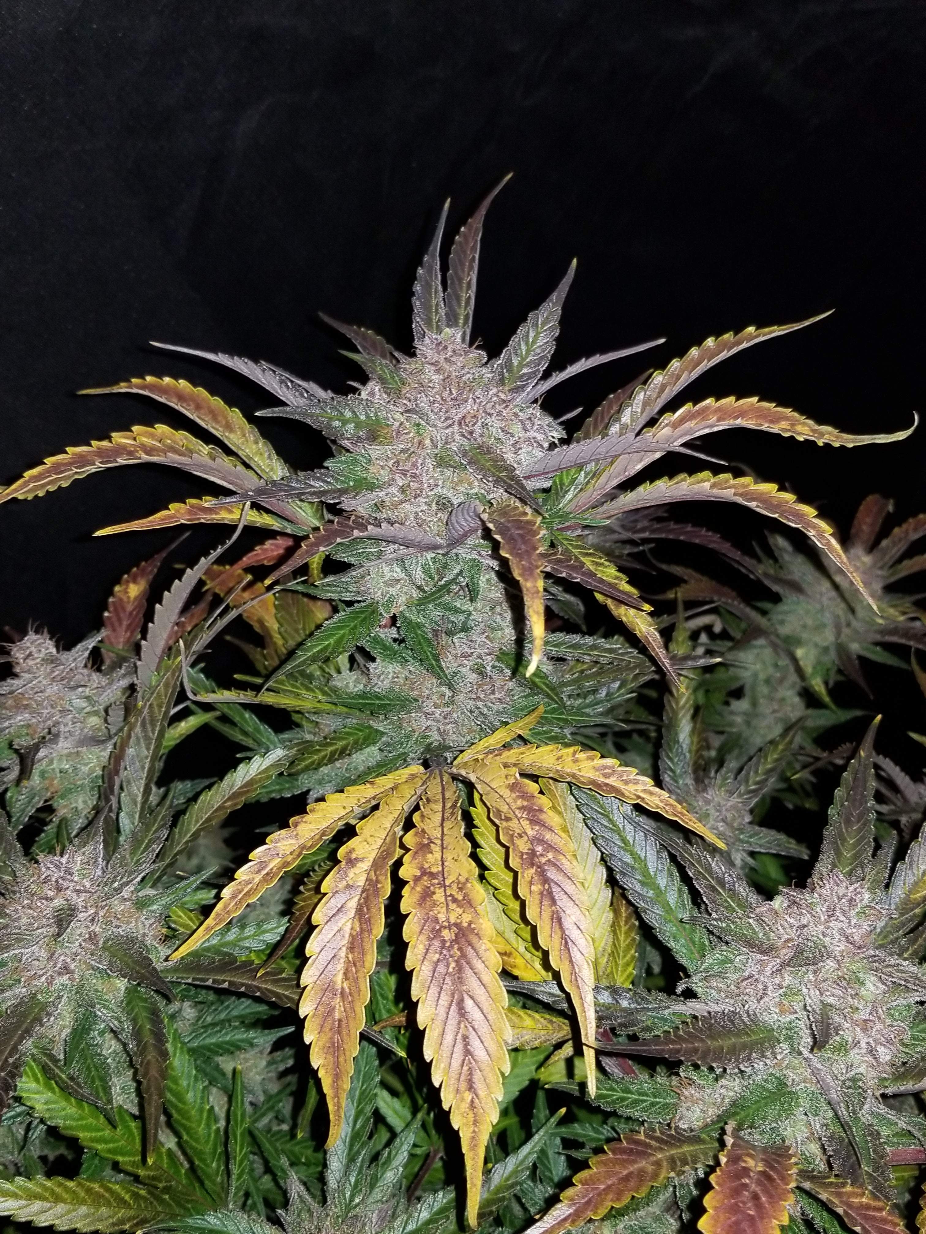 Cream Cookies