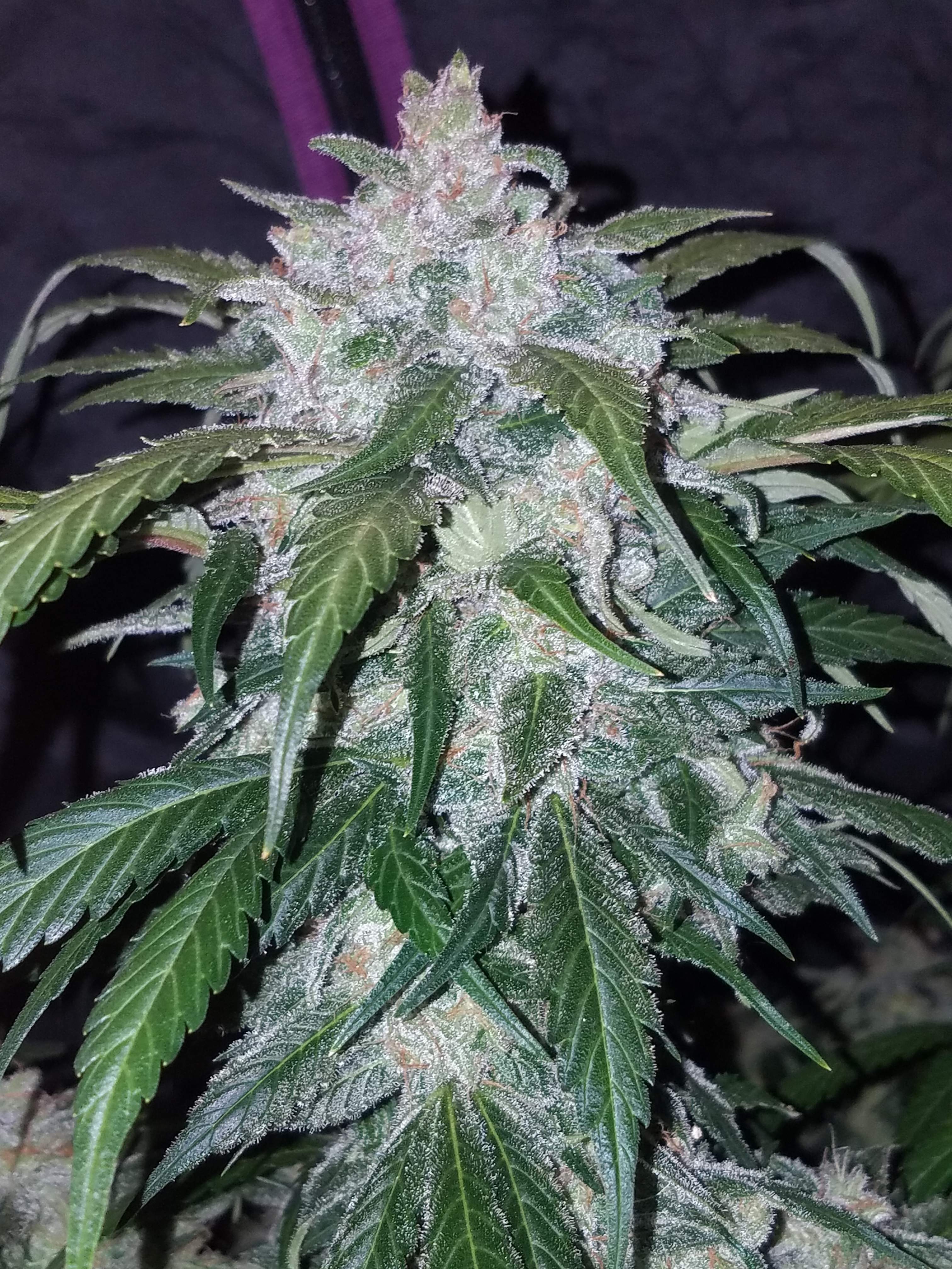 Tangie Matic