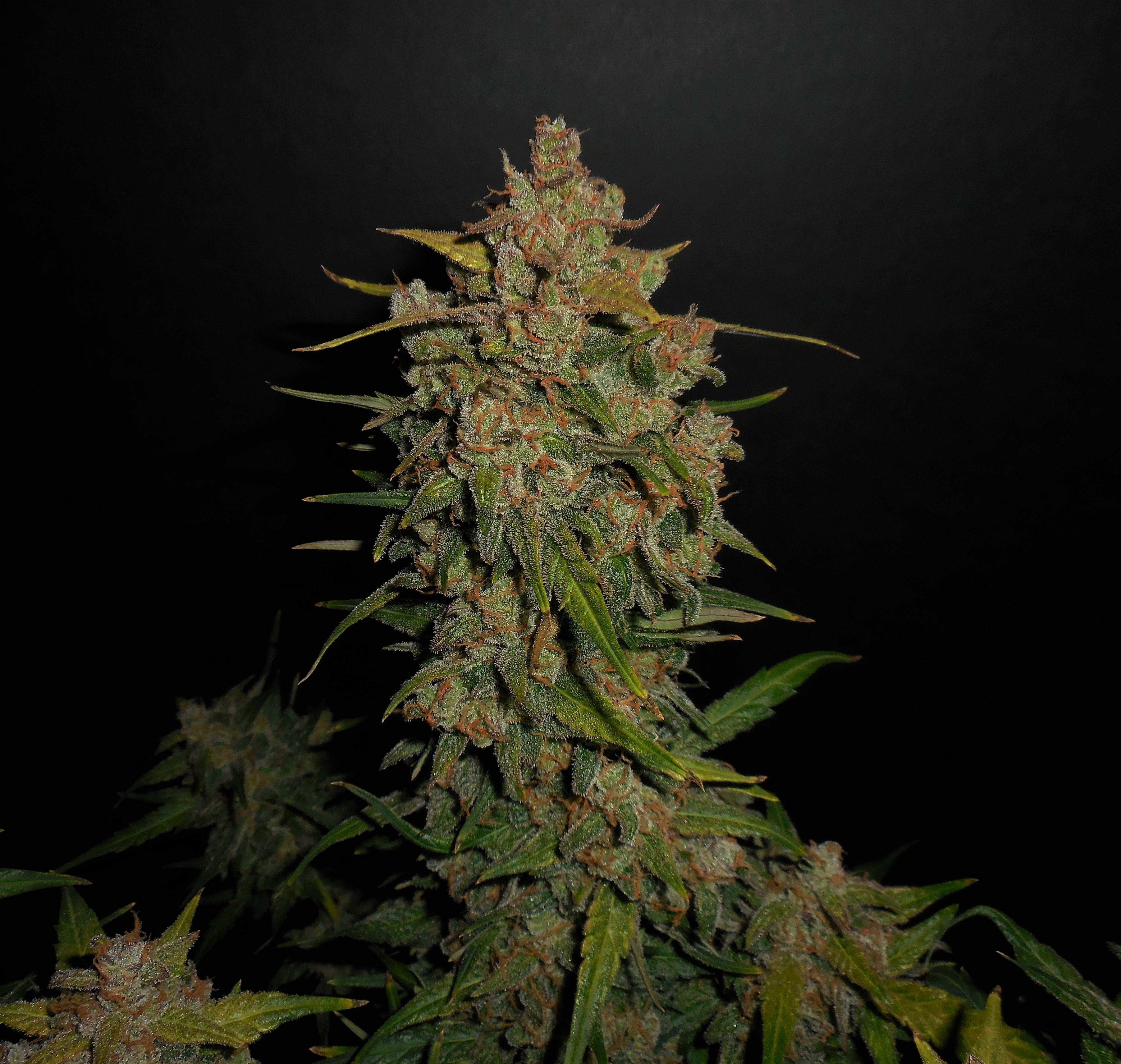 Lemon AK