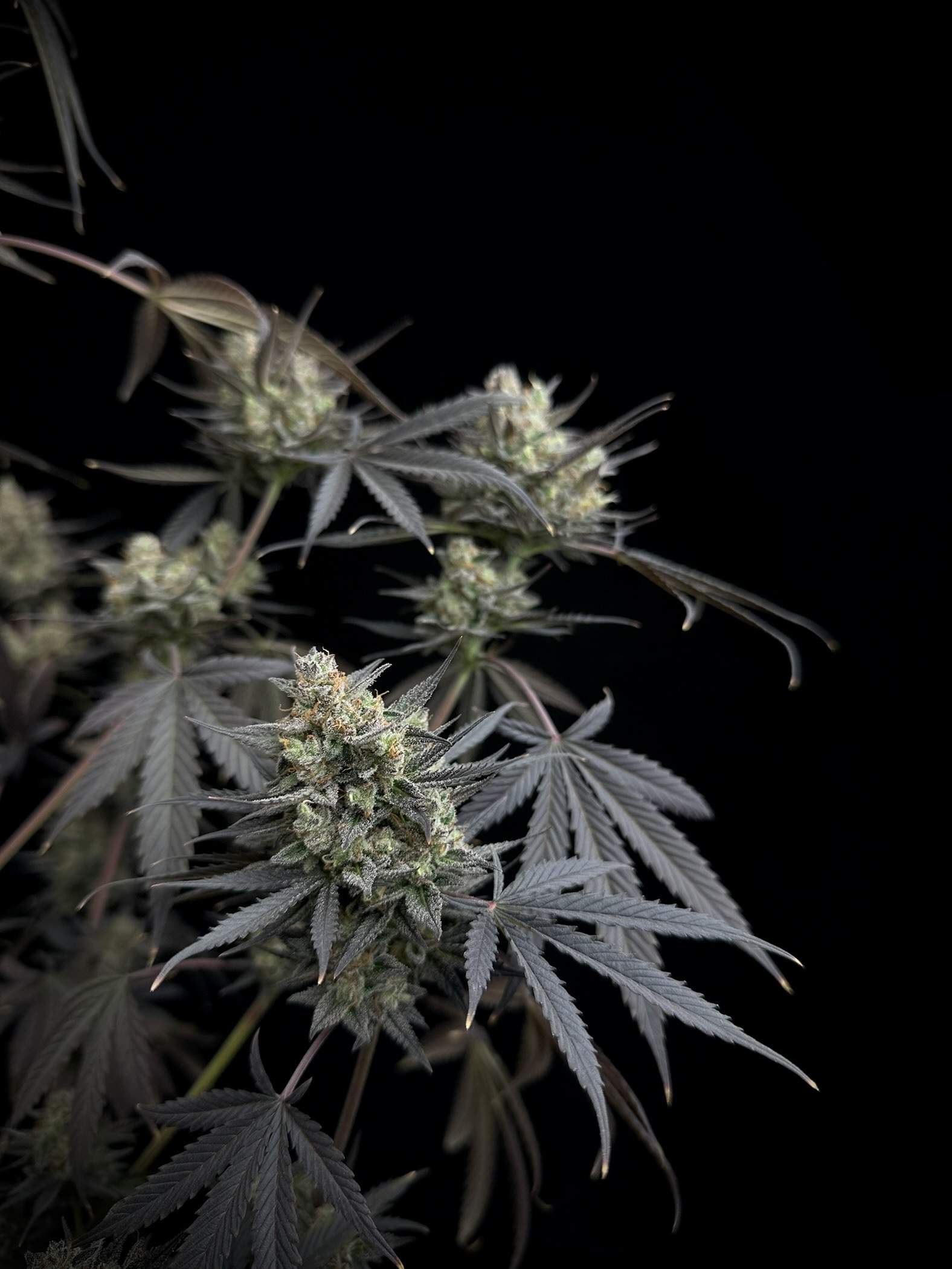 Pound Cake Auto