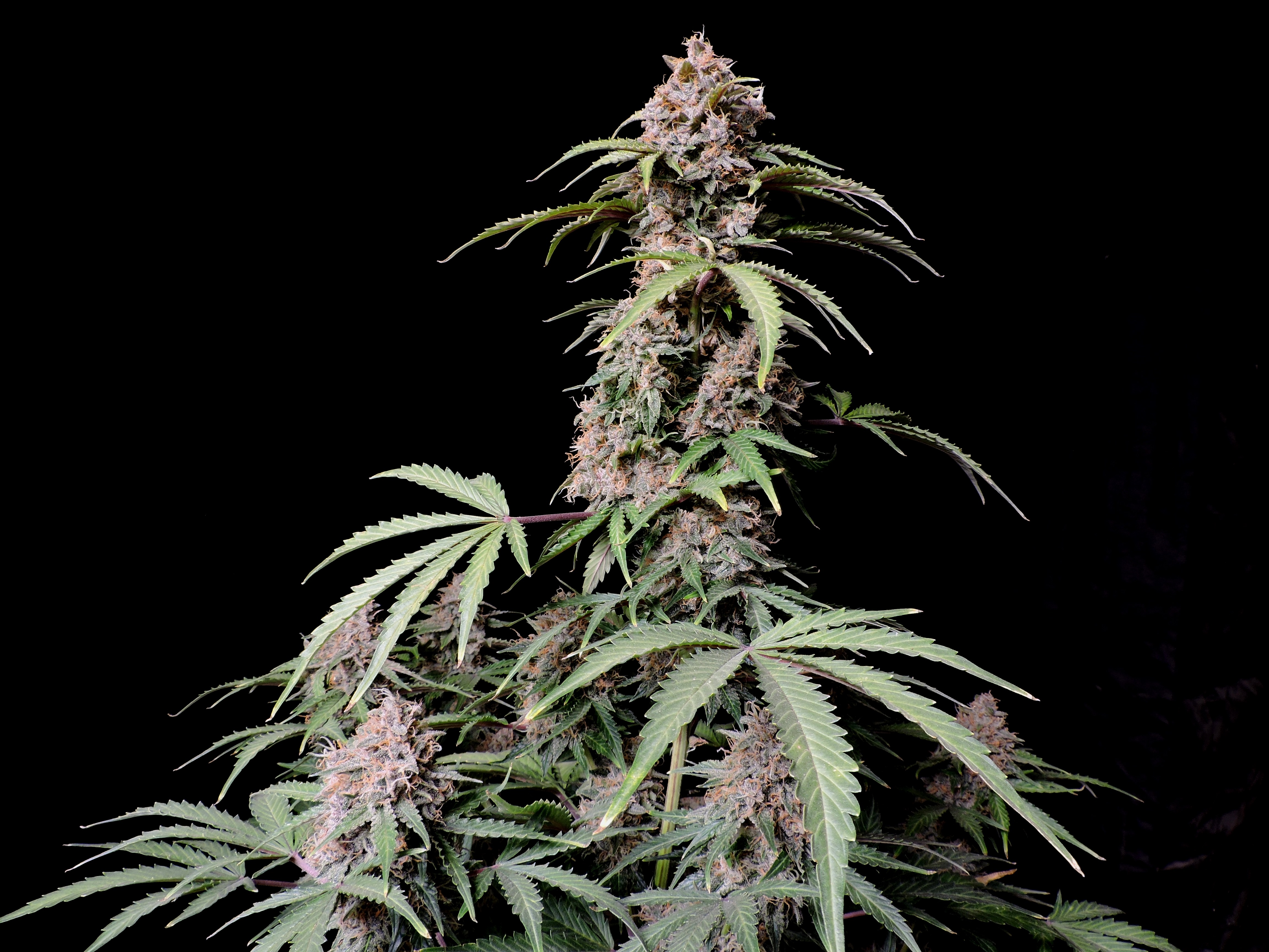 Amnesia Z Auto