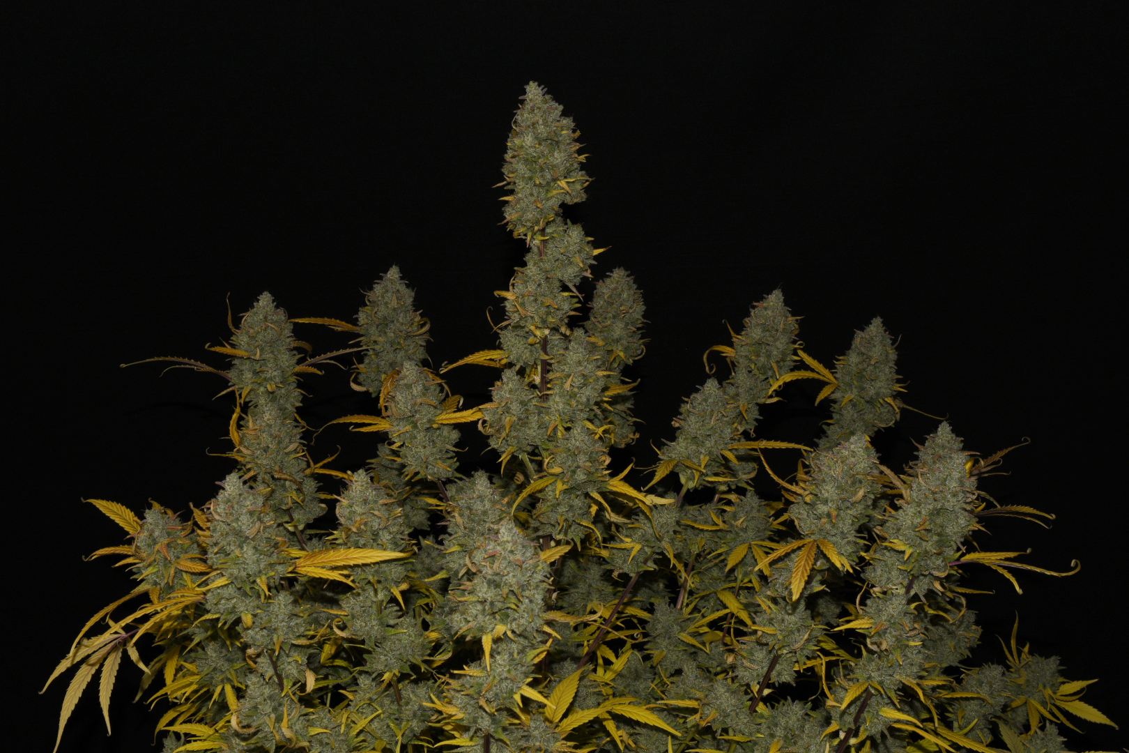 Gelato Auto