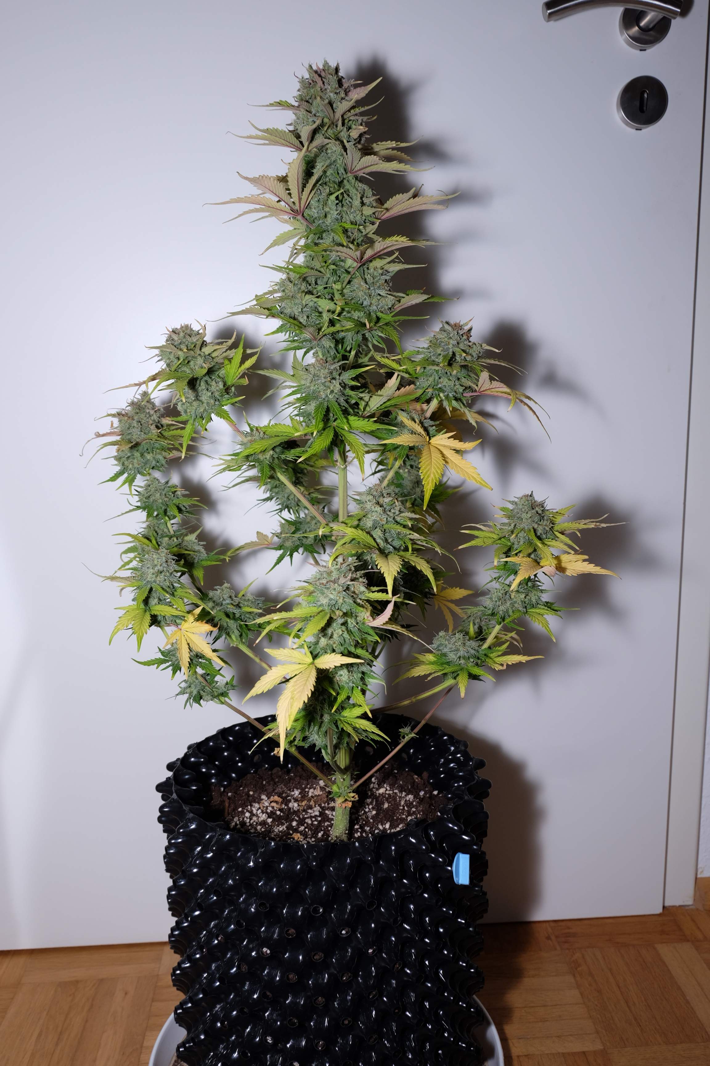 G14