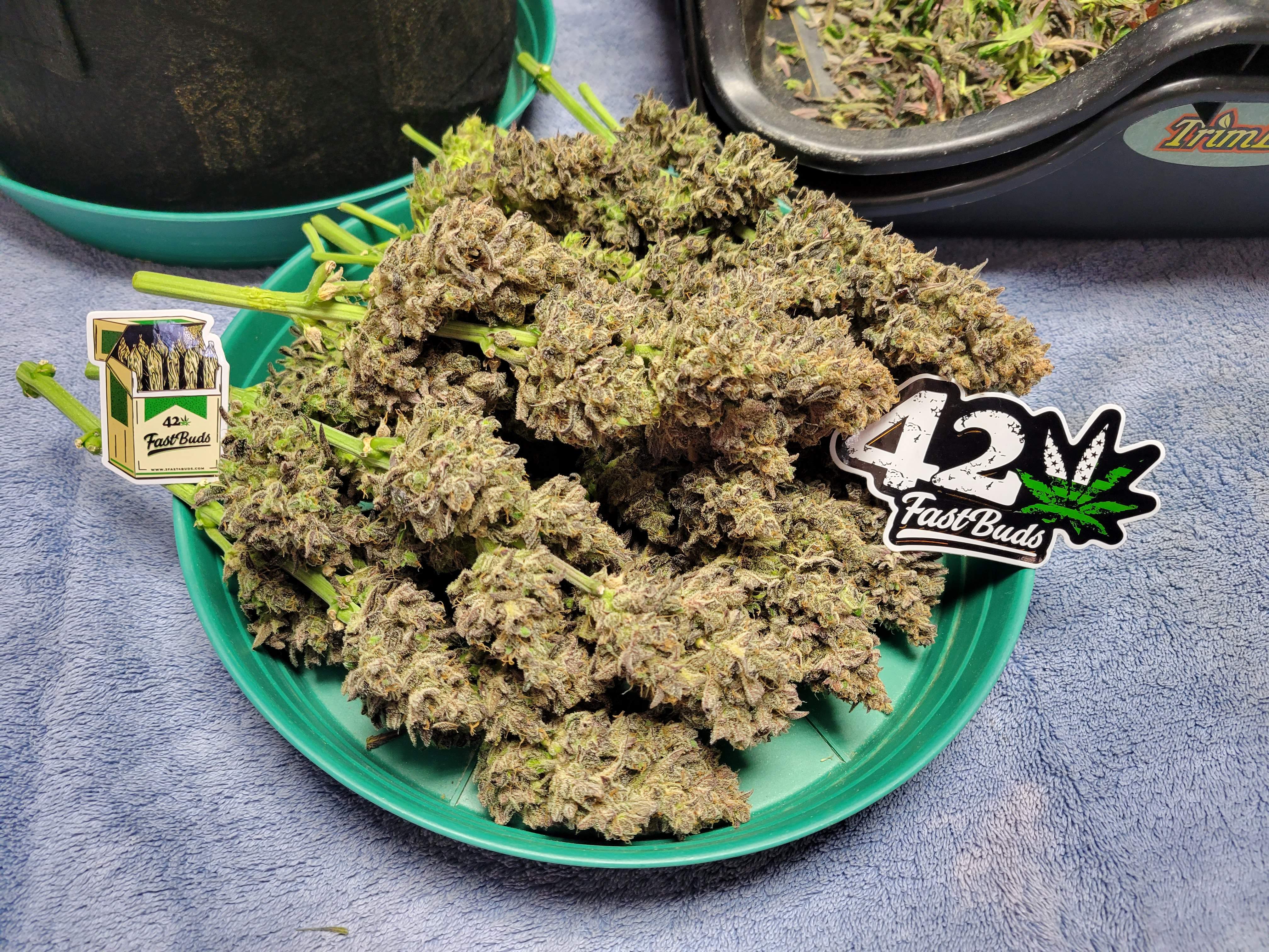 Guava Auto