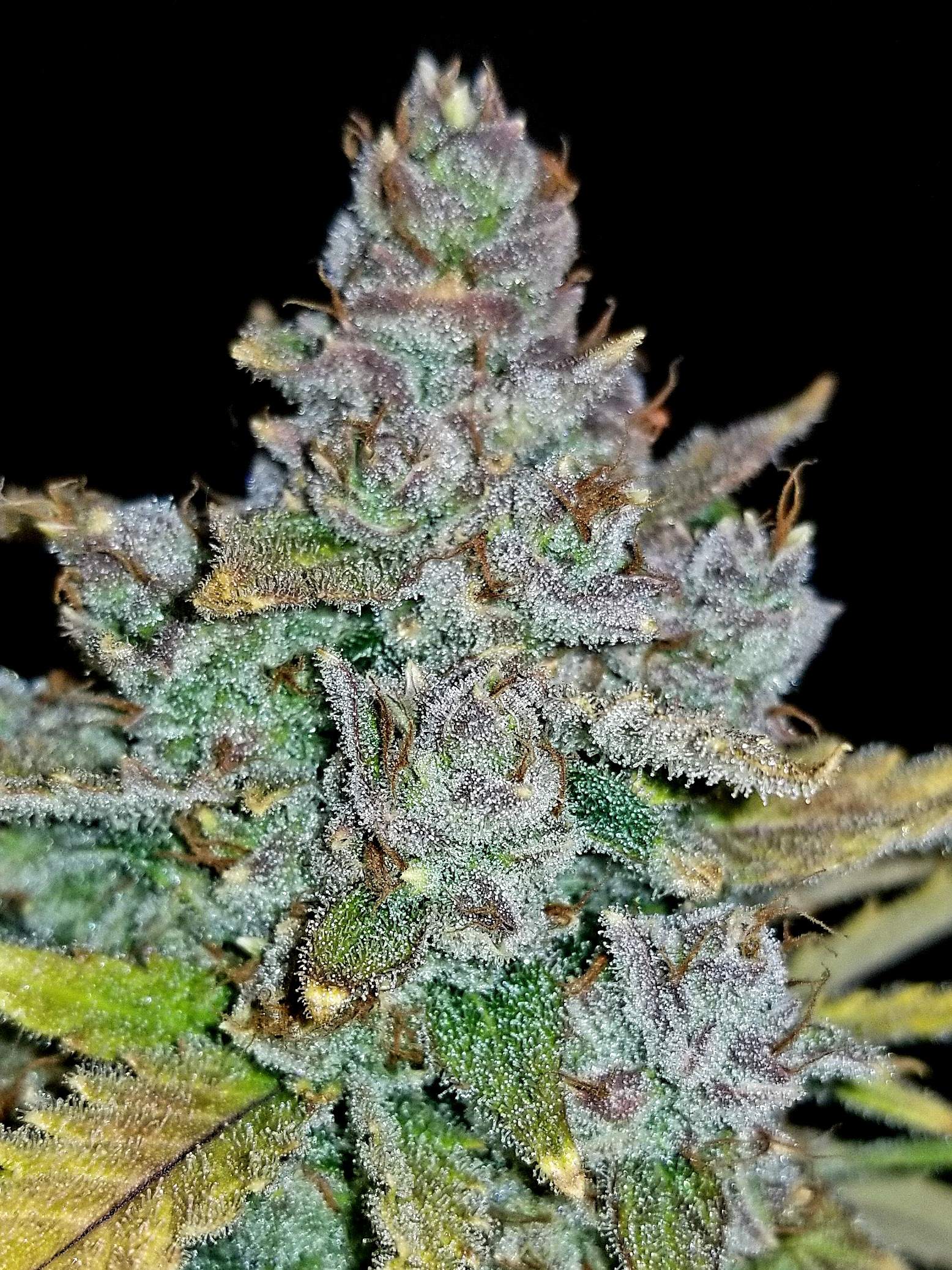 Blue Dream´matic
