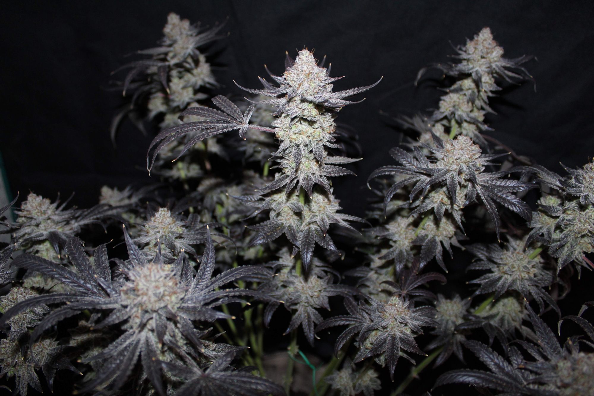 Tropicana Cookies FF