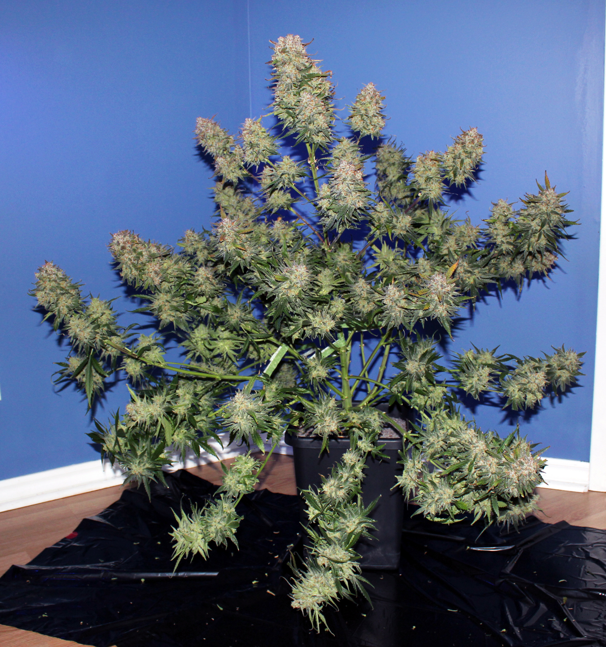 Girl Scout Cookies
