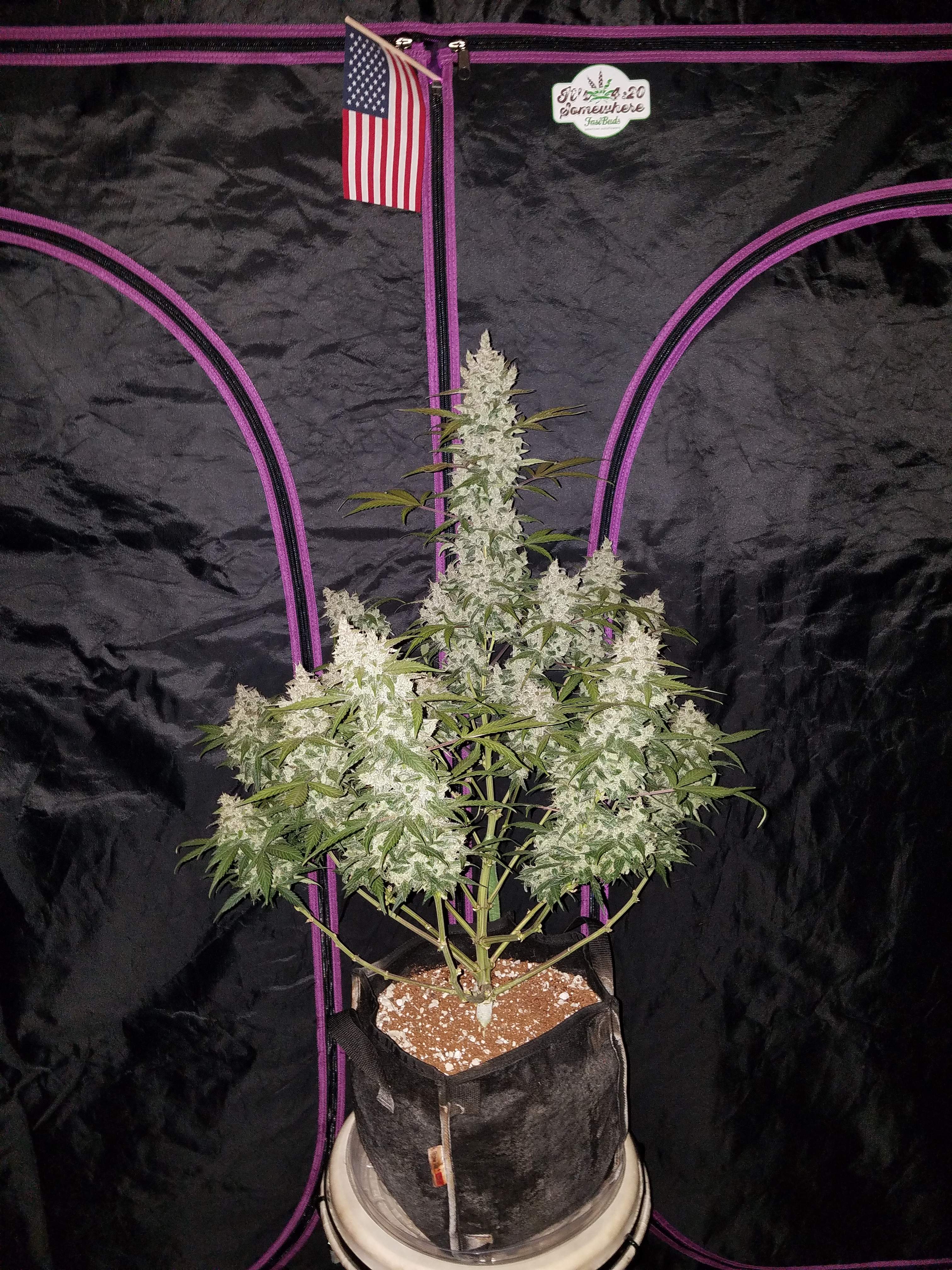 Girl Scout Cookies