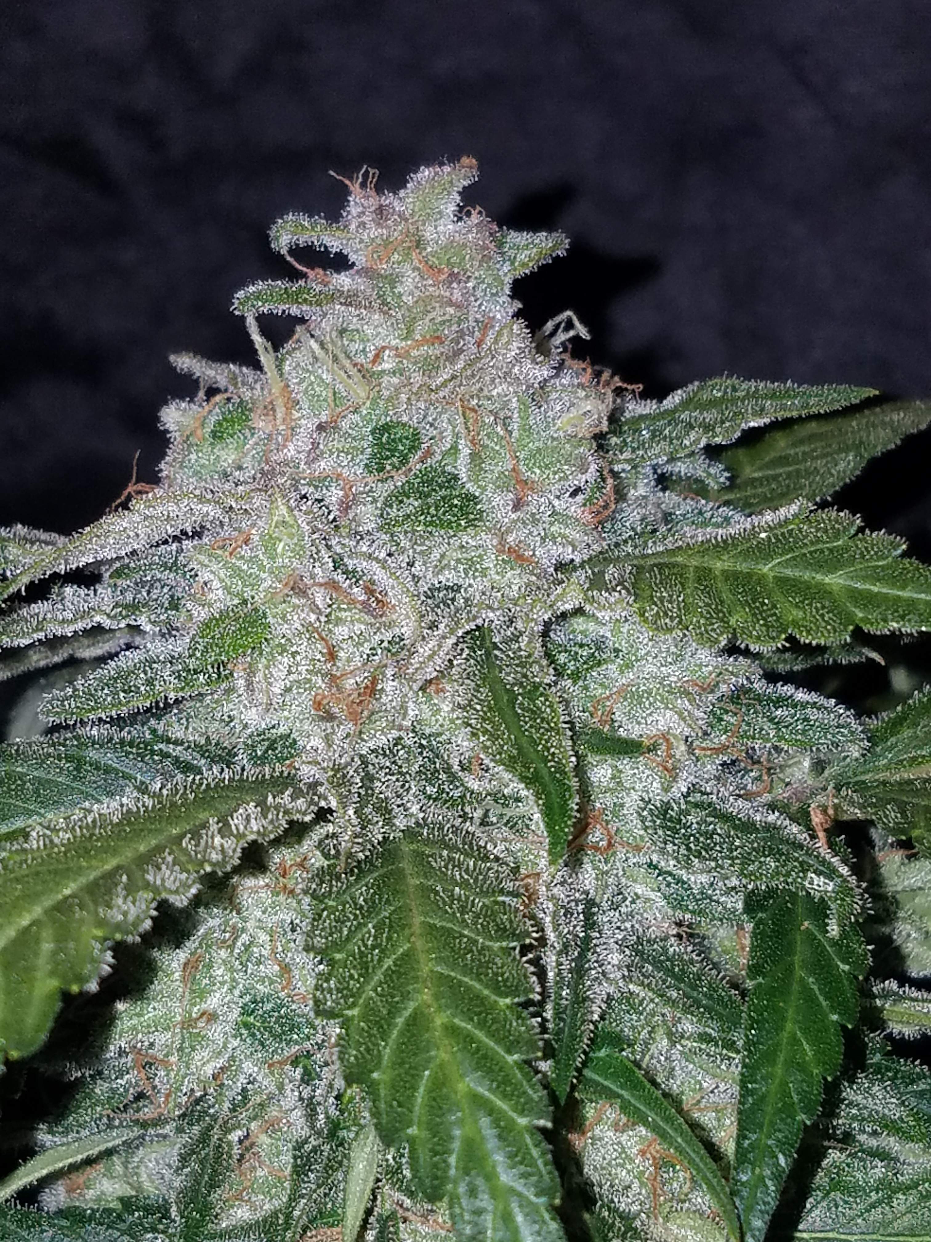 Tangie Matic