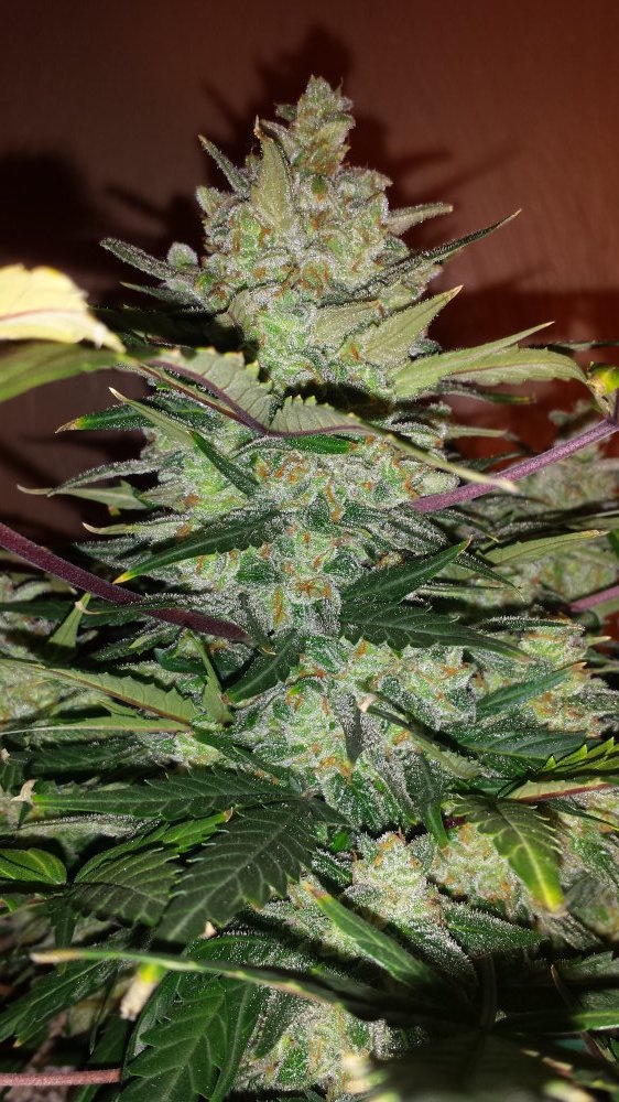 Green Crack