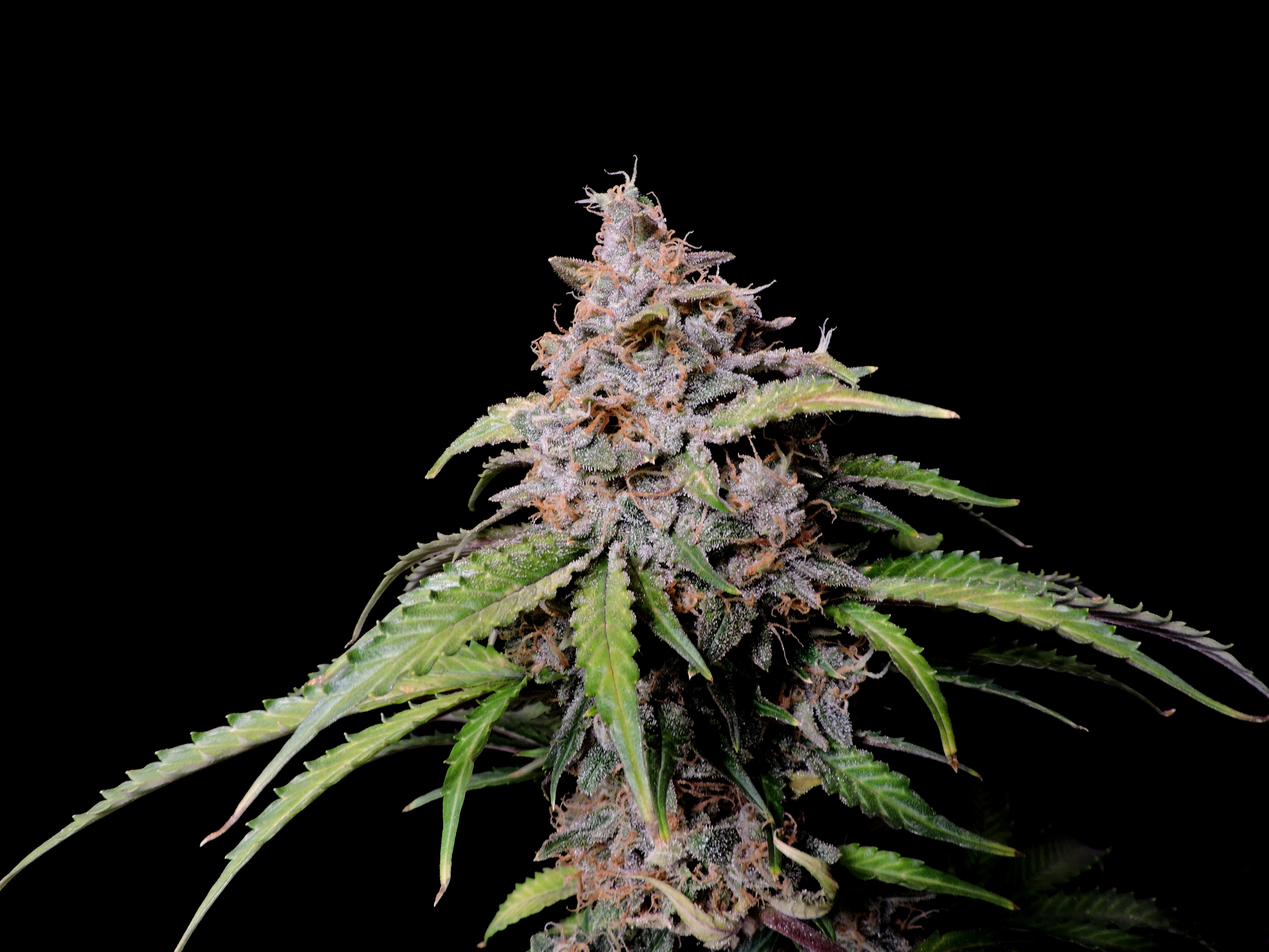 Amnesia Z Auto