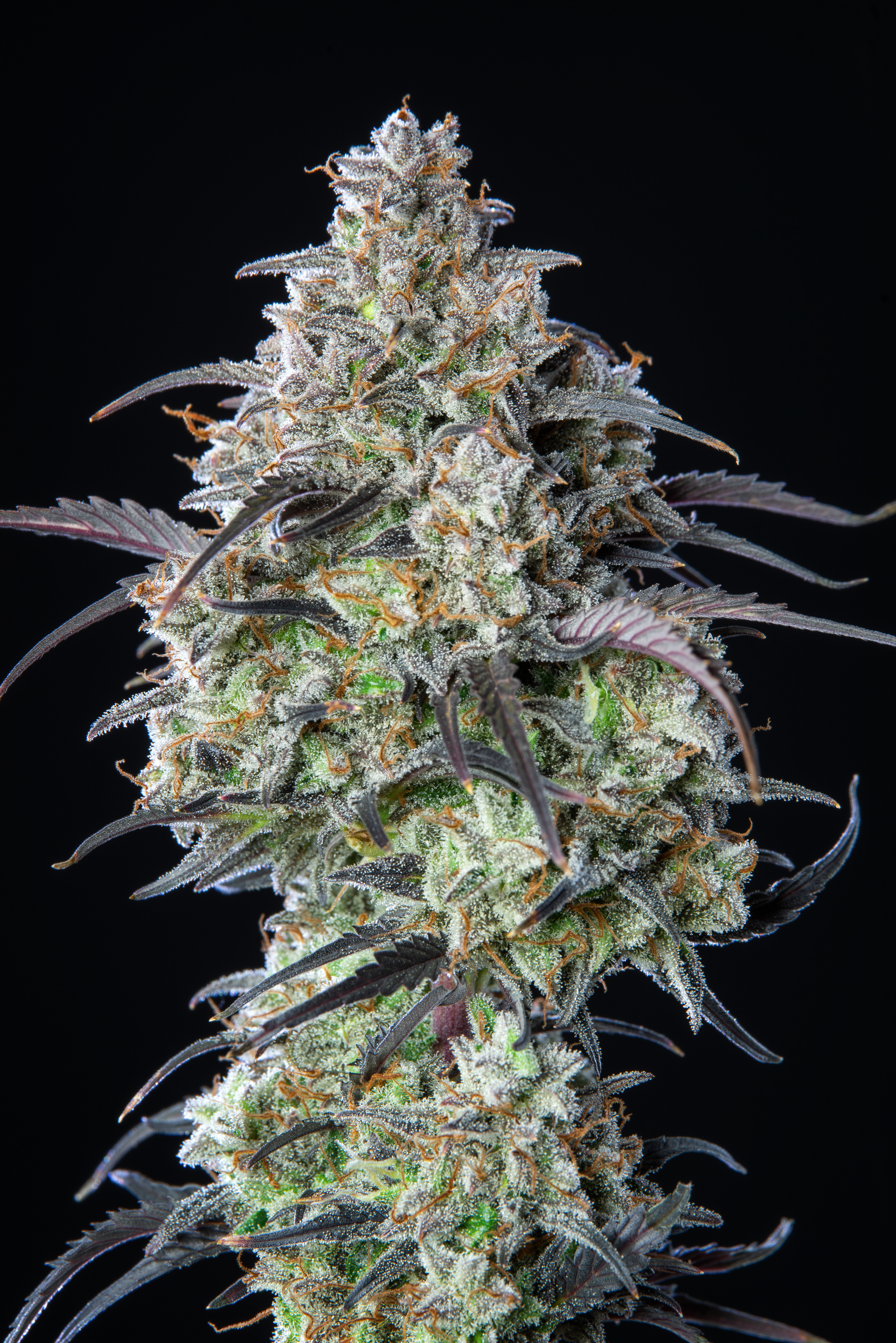 Mimosa Cake Auto