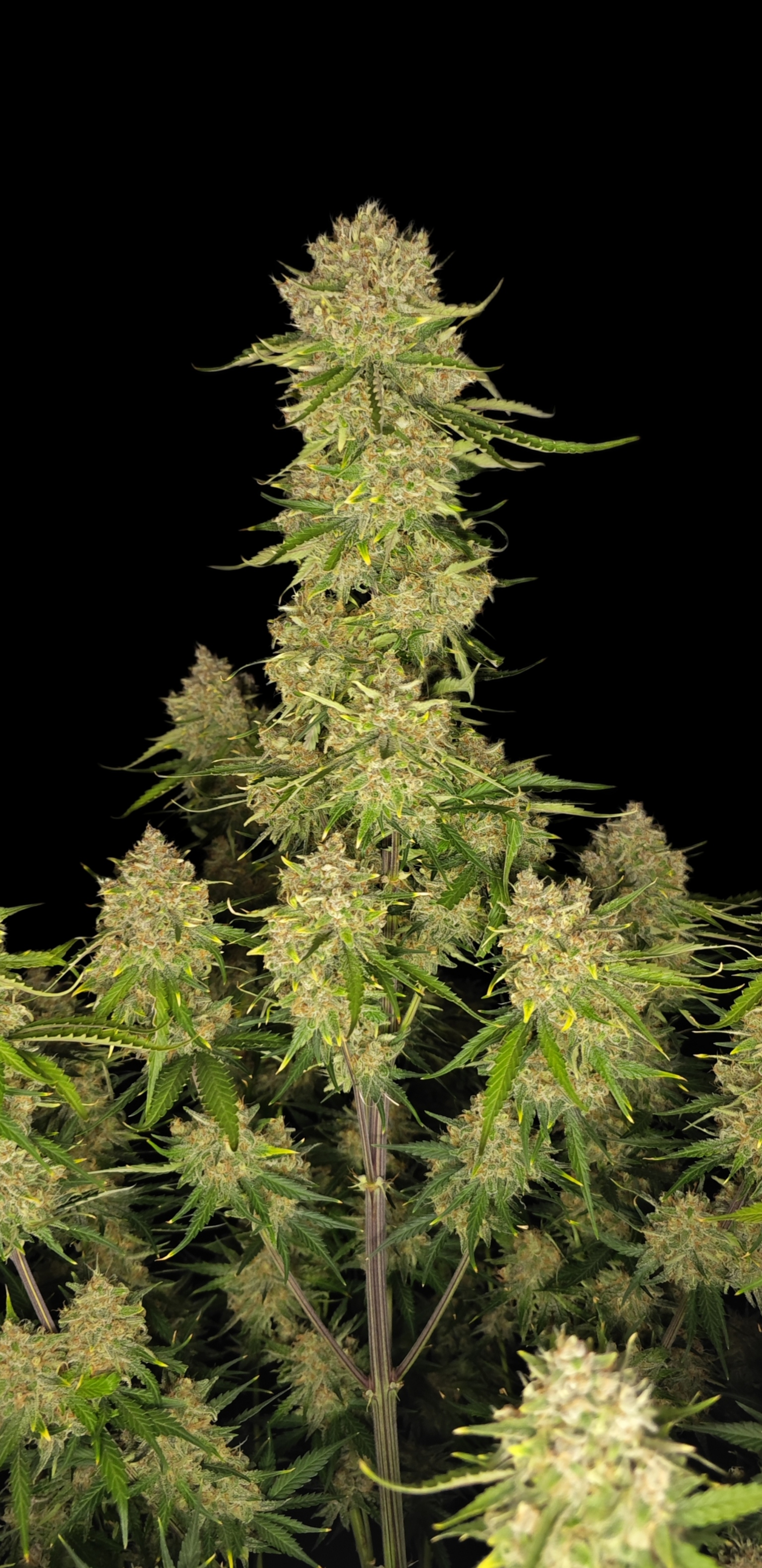 Guava Auto