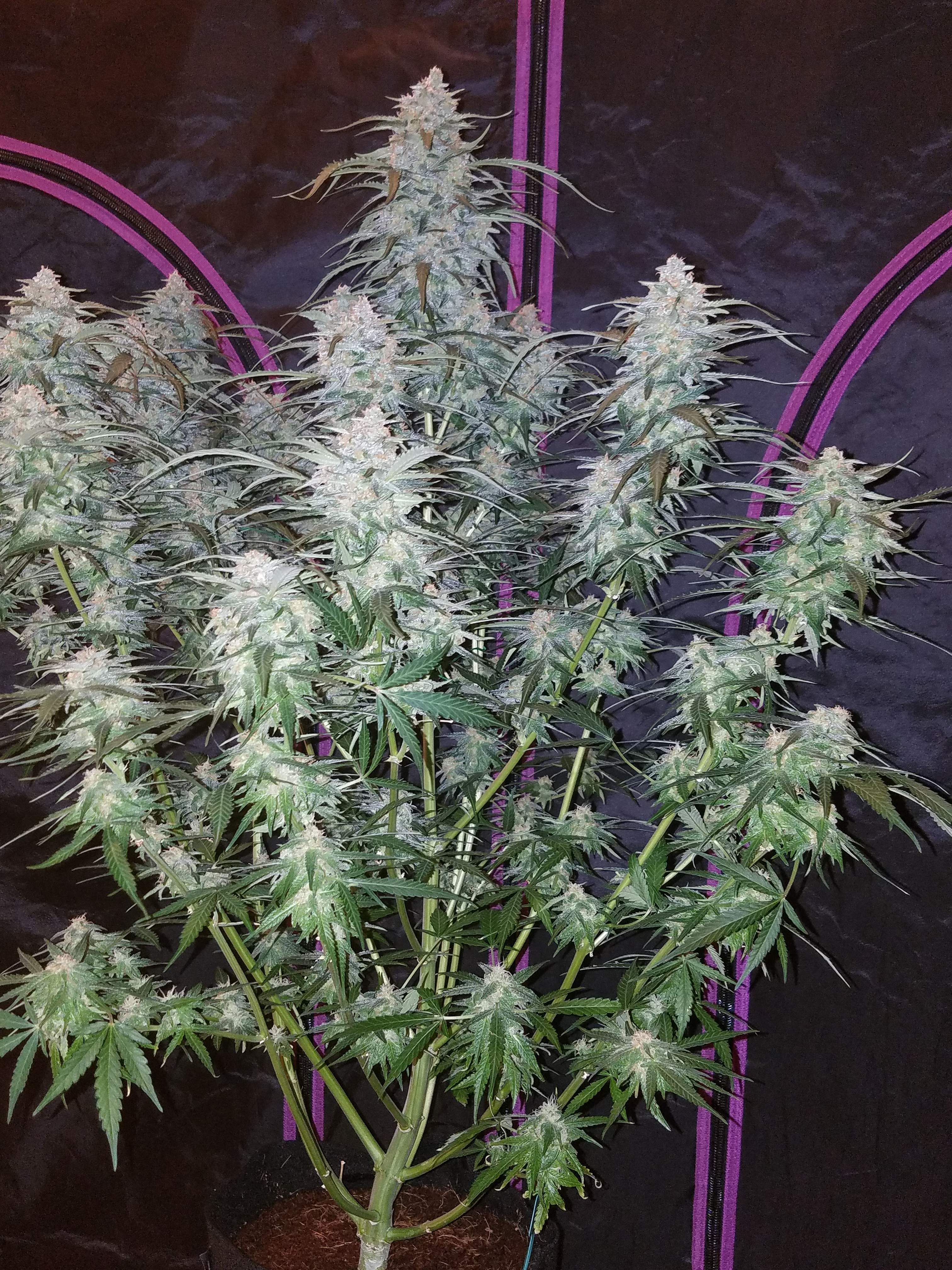 Pineapple Express
