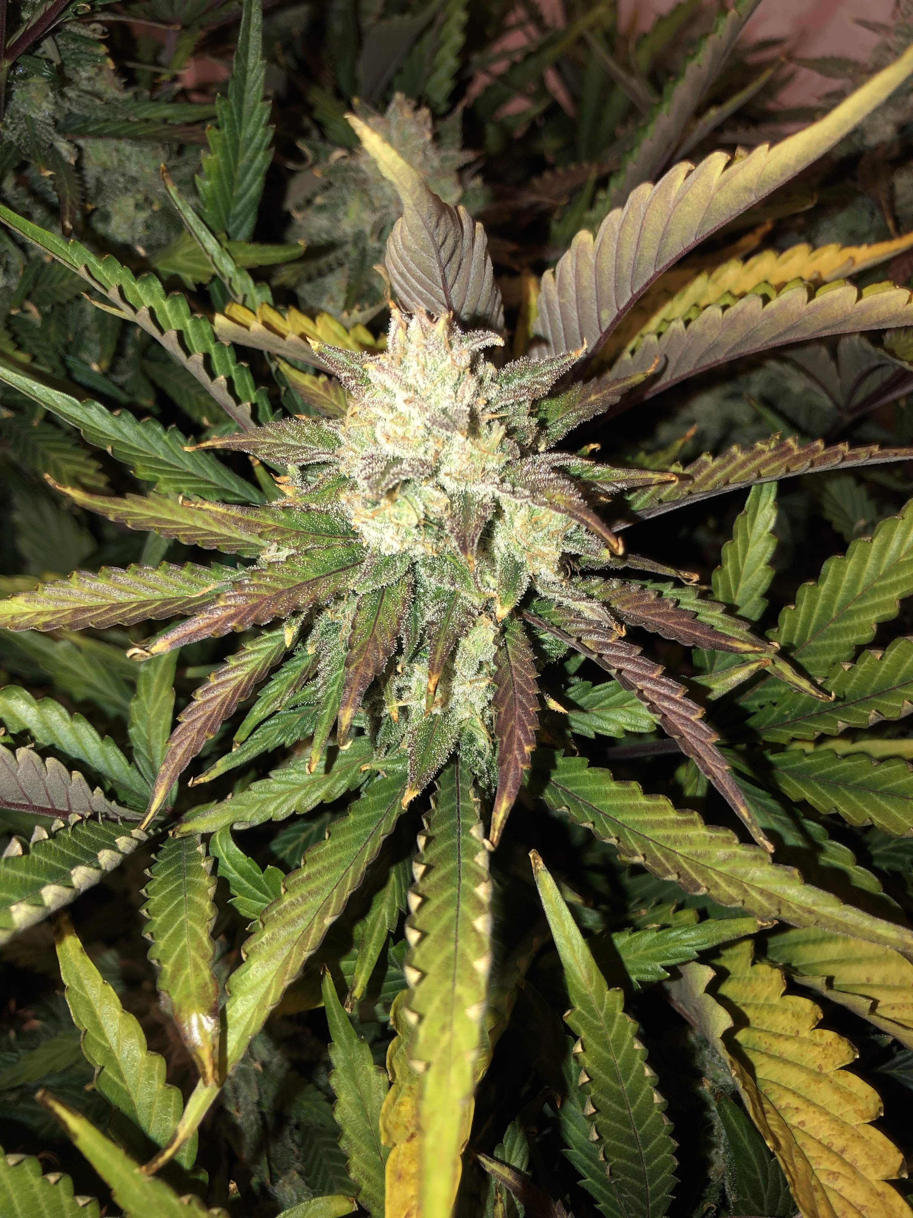 Gorilla Glue