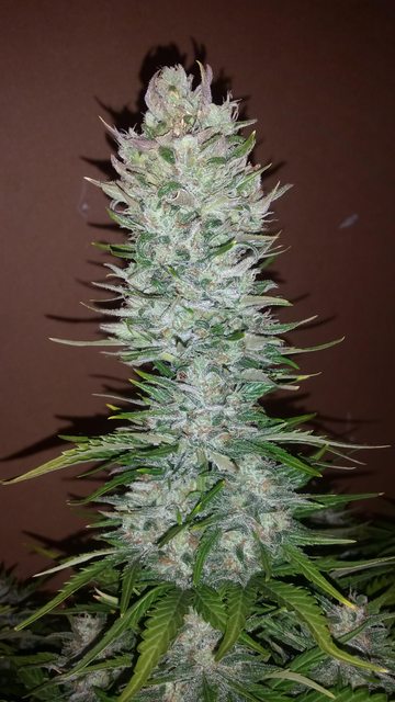 G14