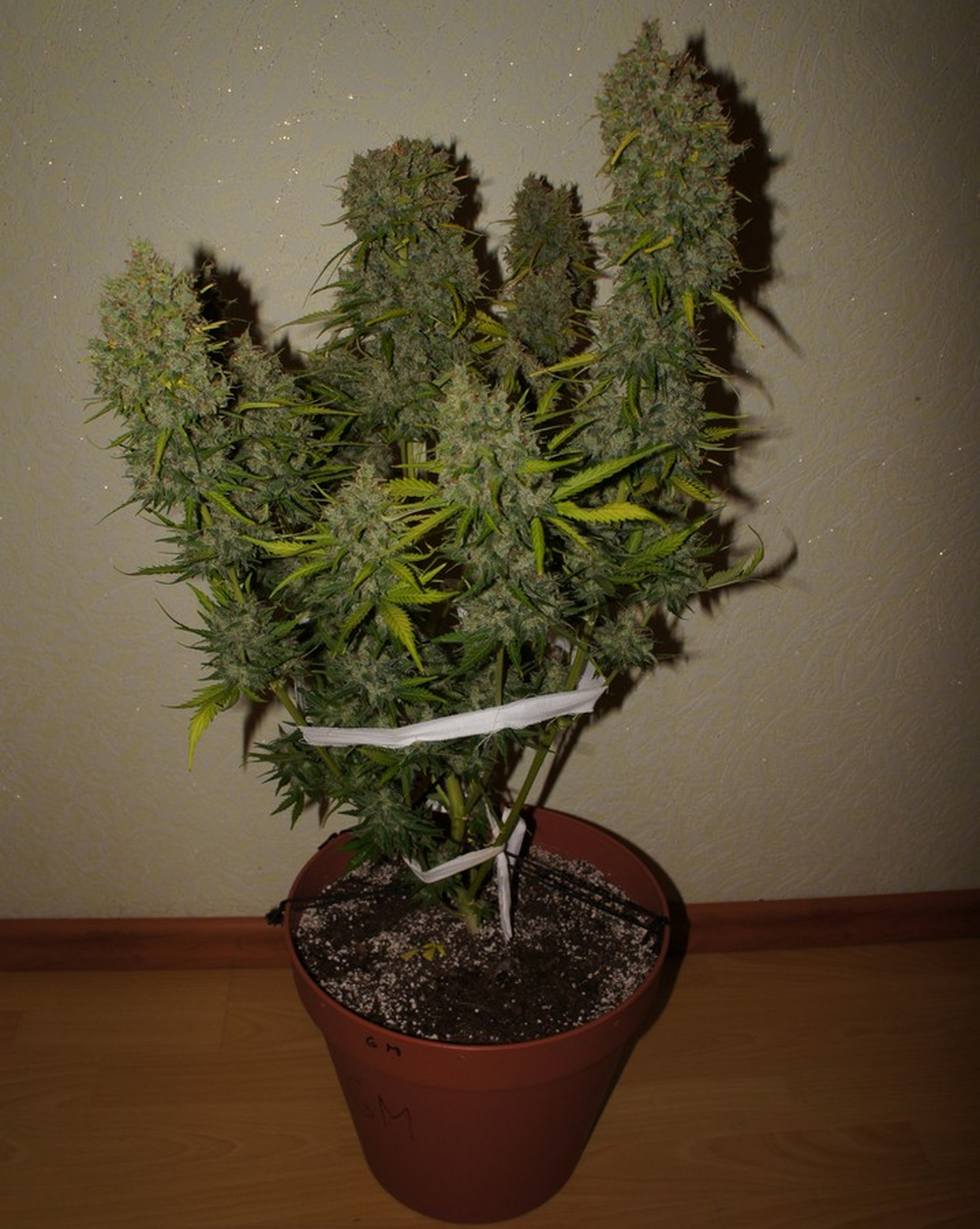 Grapefruit