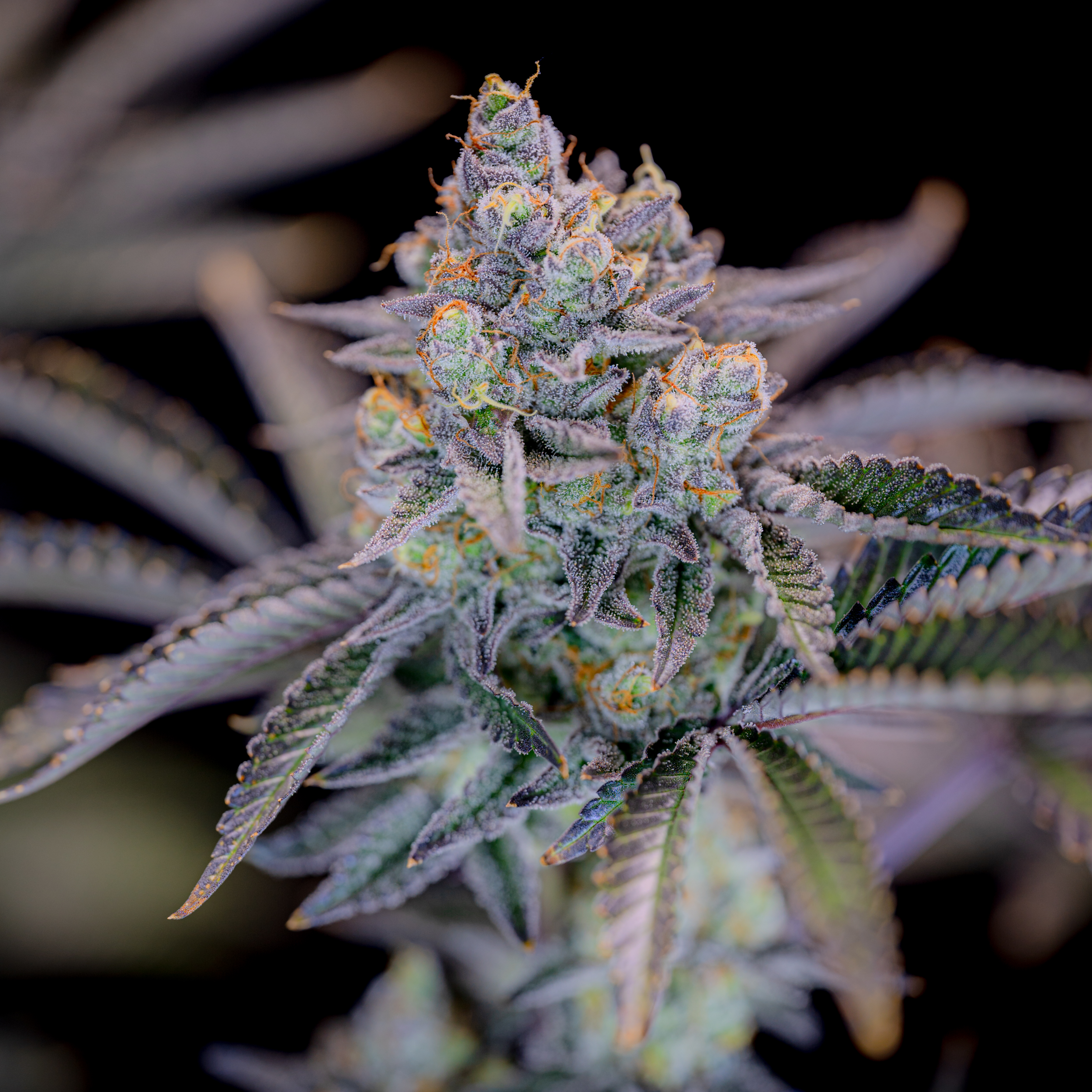 Gorilla Cookies FF