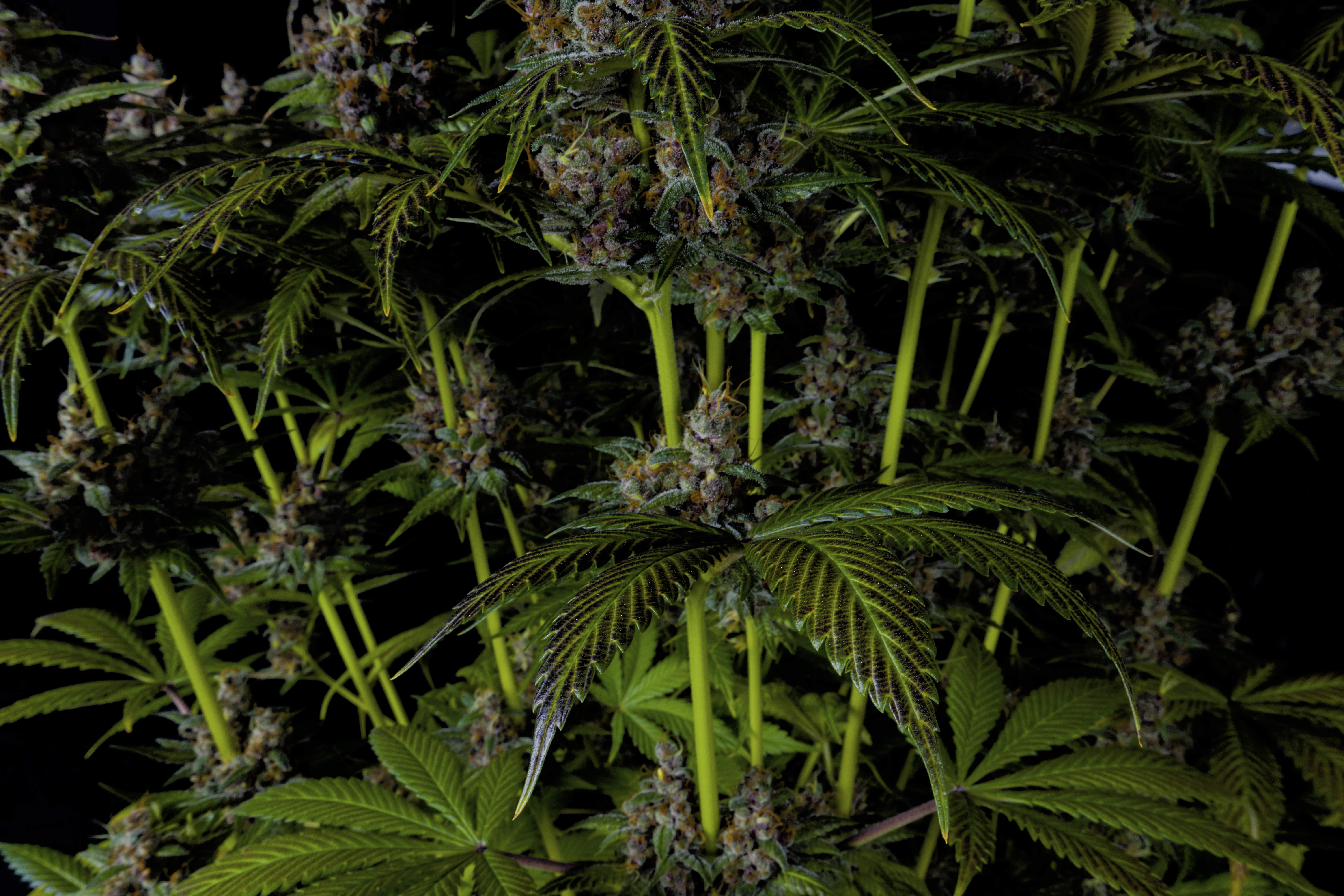 Purple Lemonade FF