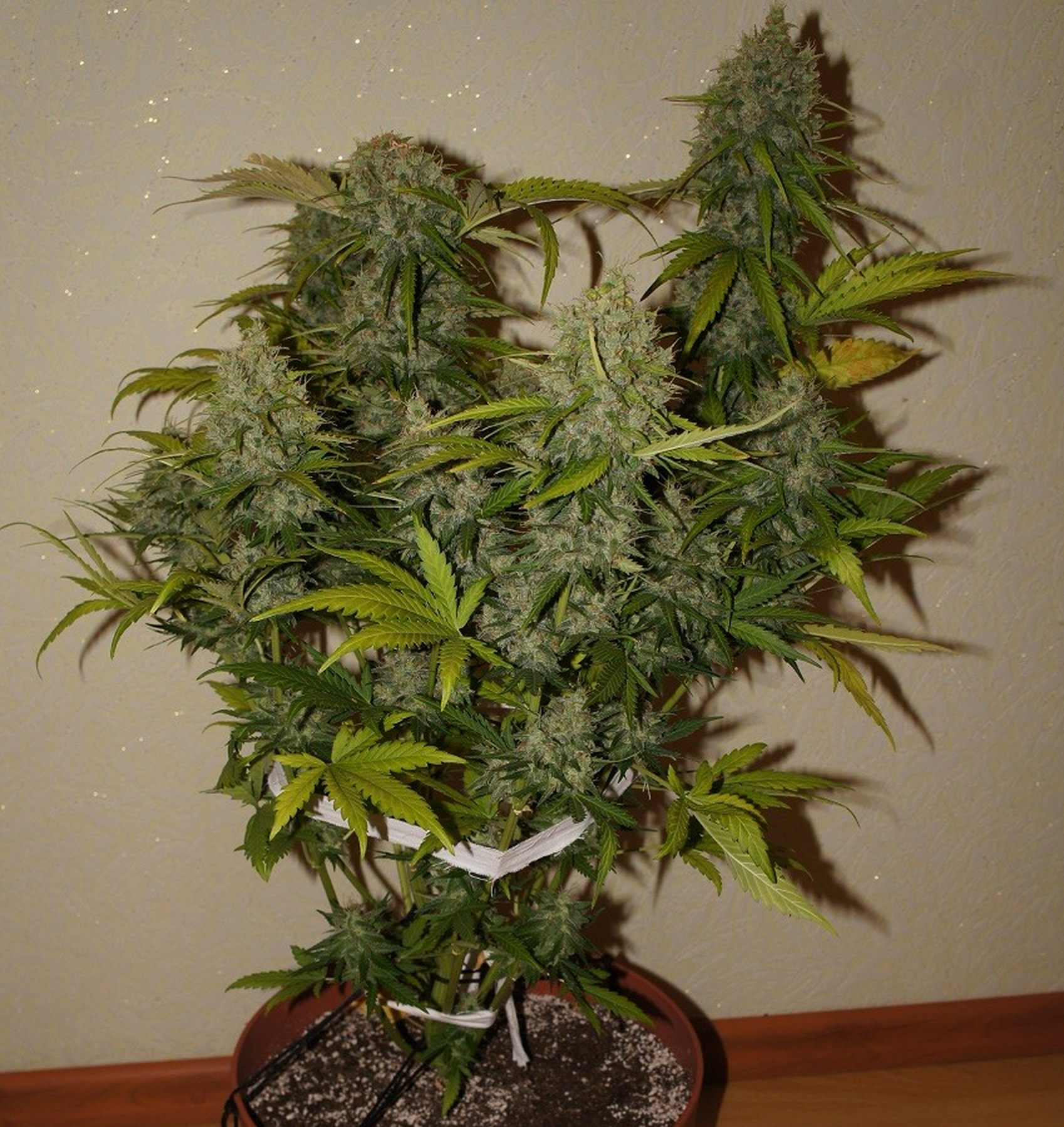 Grapefruit