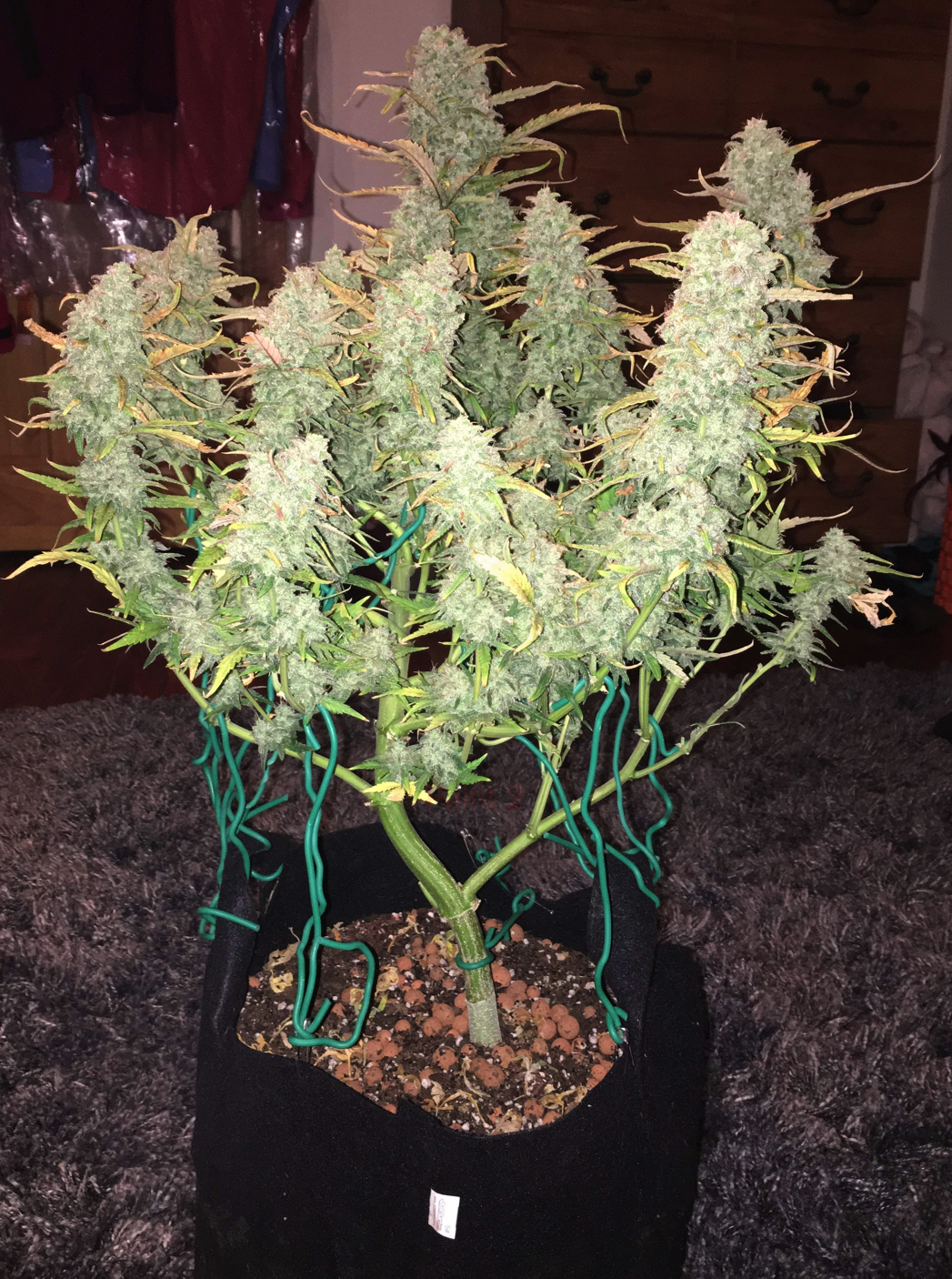 Green Crack