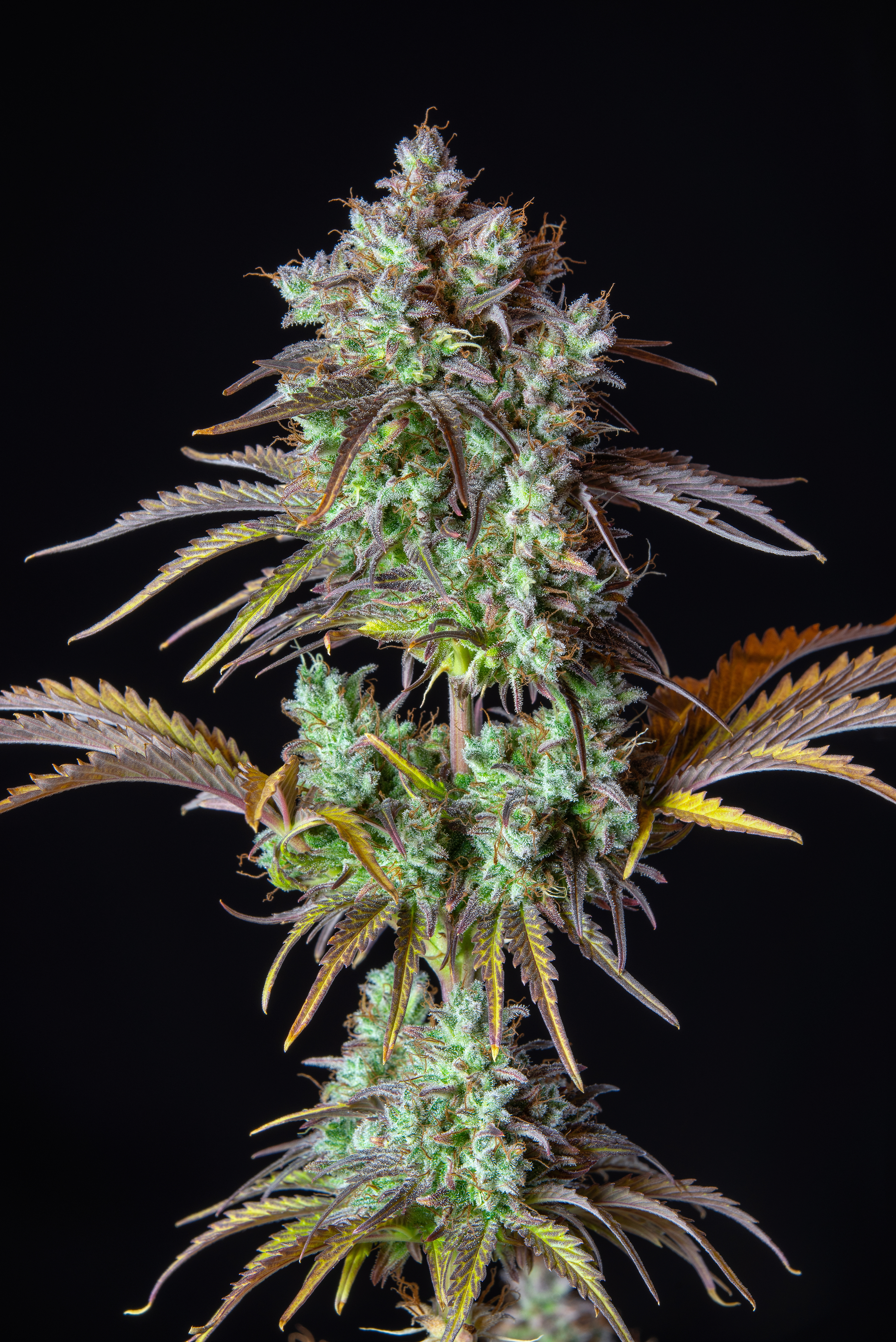Original Big Bud Auto
