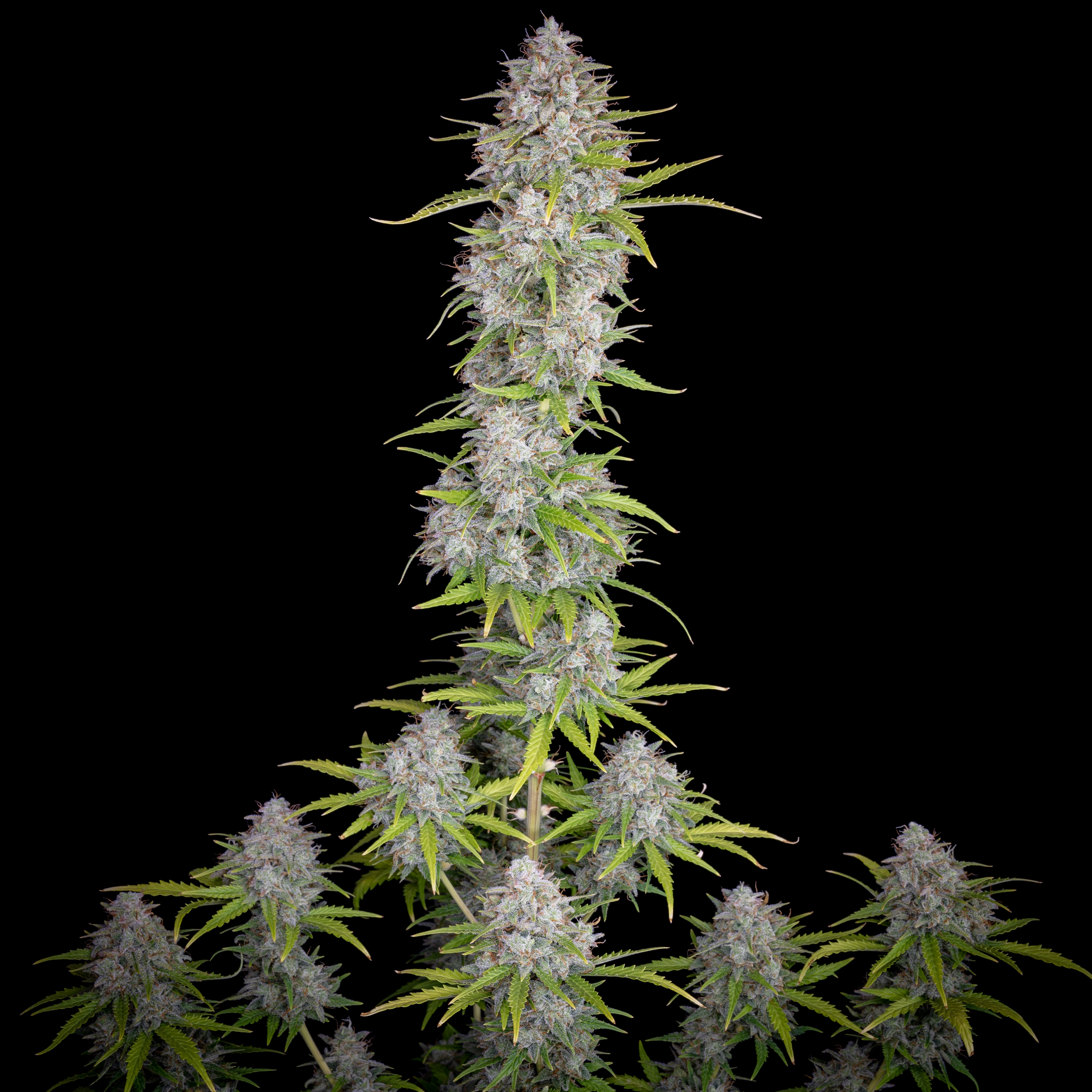 Orange Sherbet Auto