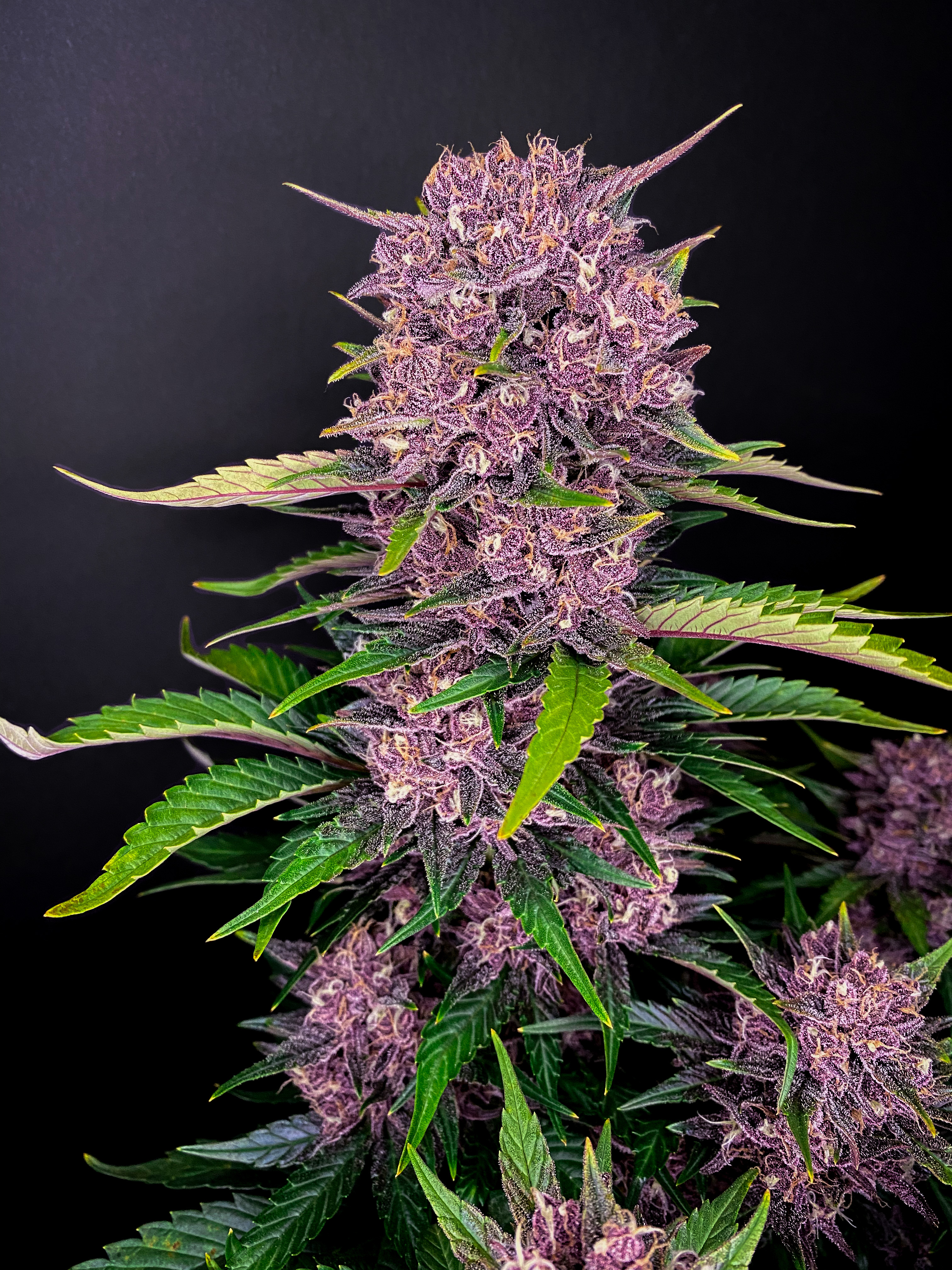 Purple Lemonade